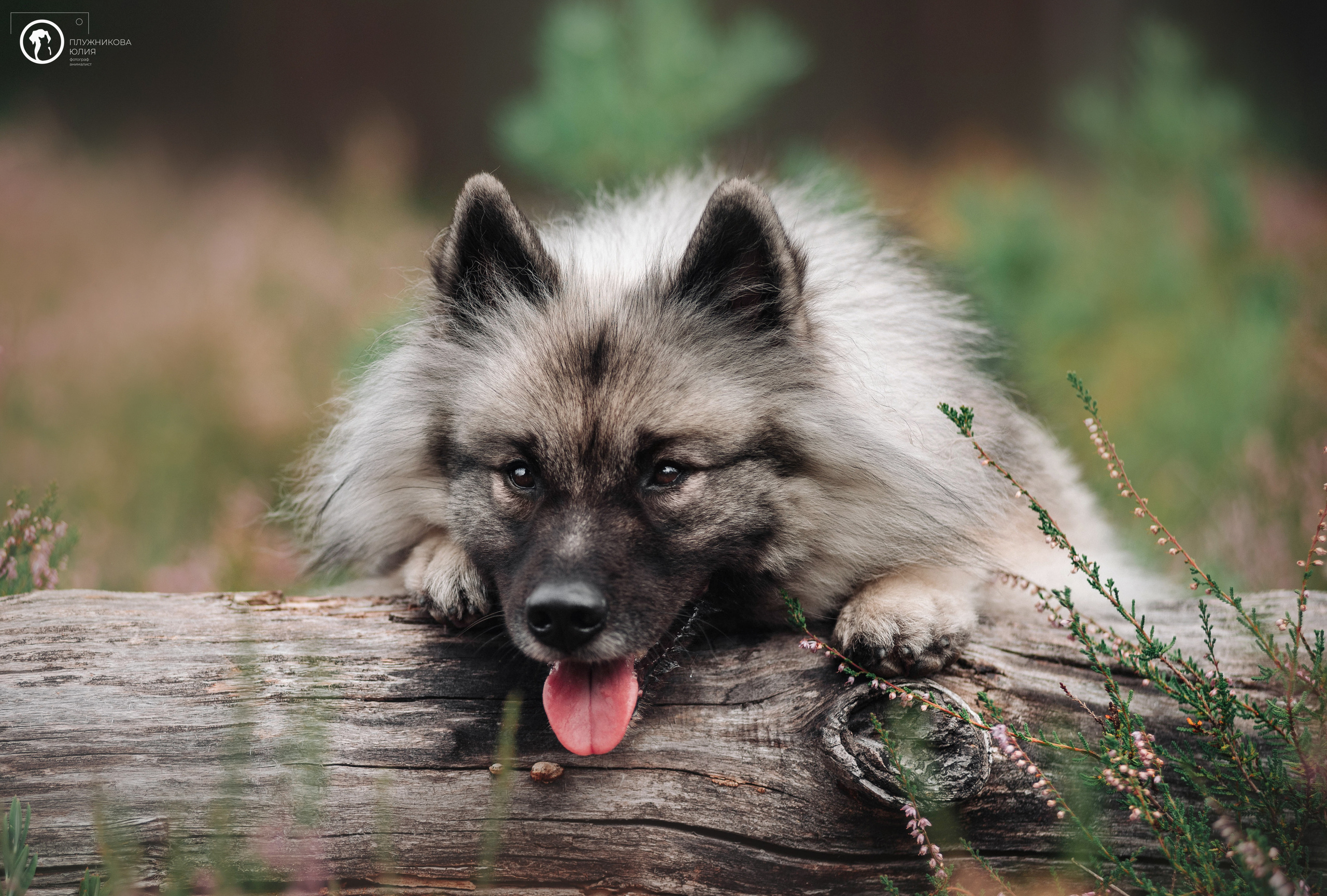 МУДИ — ВСТРЕЧА 2023. Фотограф — анималист Саратов/Москва|Плужникова Юлия