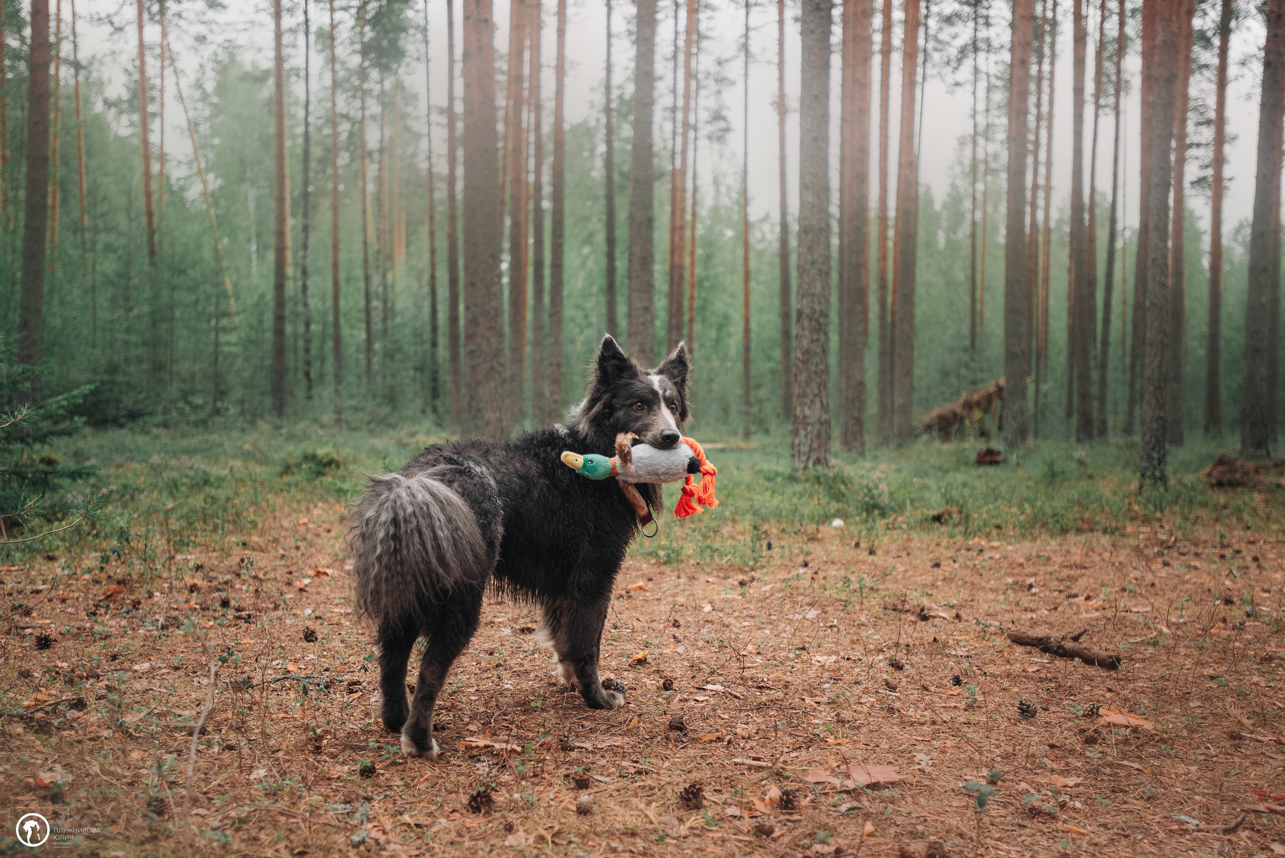 МУДИ — ВСТРЕЧА 2023. Фотограф — анималист Саратов/Москва|Плужникова Юлия