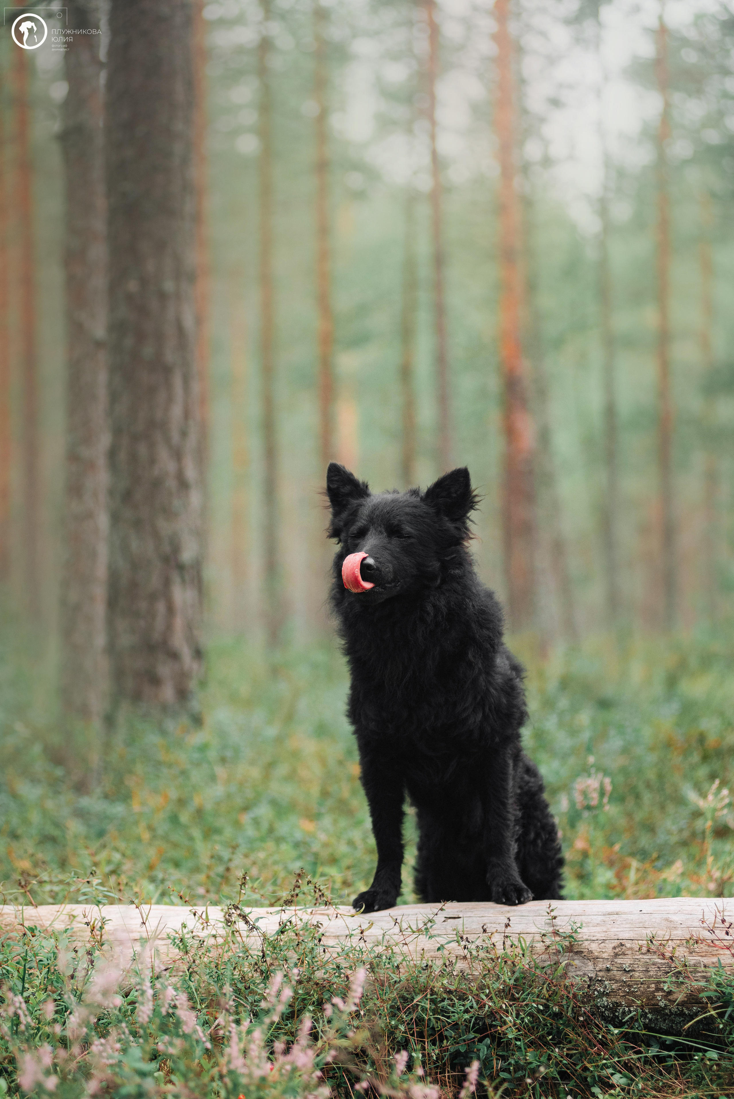 МУДИ — ВСТРЕЧА 2023. Фотограф — анималист Саратов/Москва|Плужникова Юлия