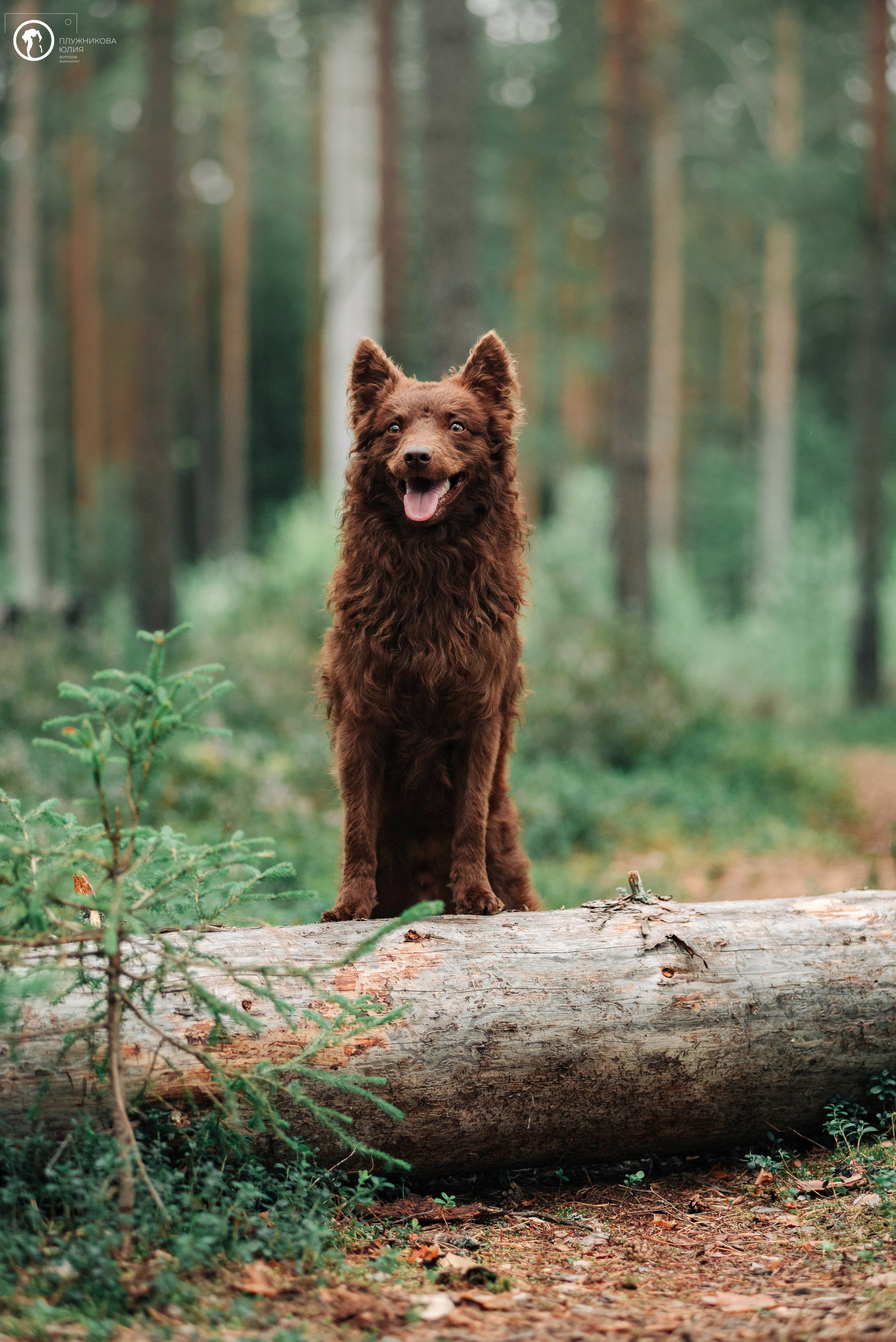 МУДИ — ВСТРЕЧА 2023. Фотограф — анималист Саратов/Москва|Плужникова Юлия