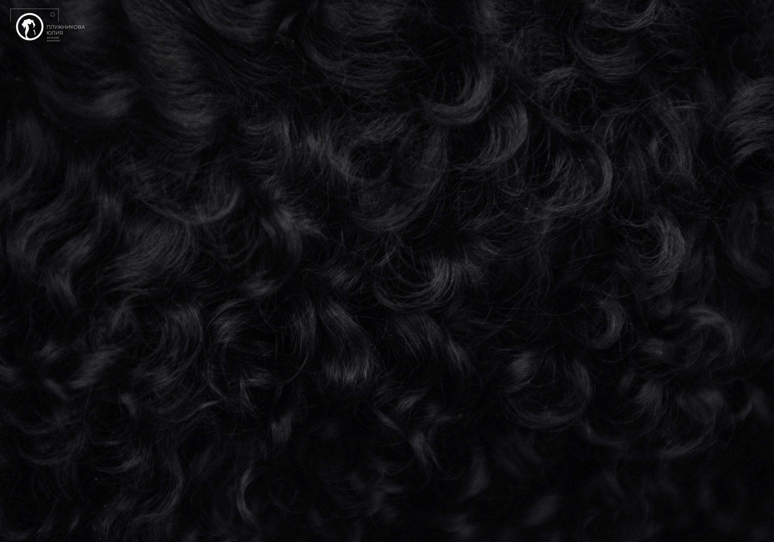 МУДИ — ВСТРЕЧА 2023. Фотограф — анималист Саратов/Москва|Плужникова Юлия