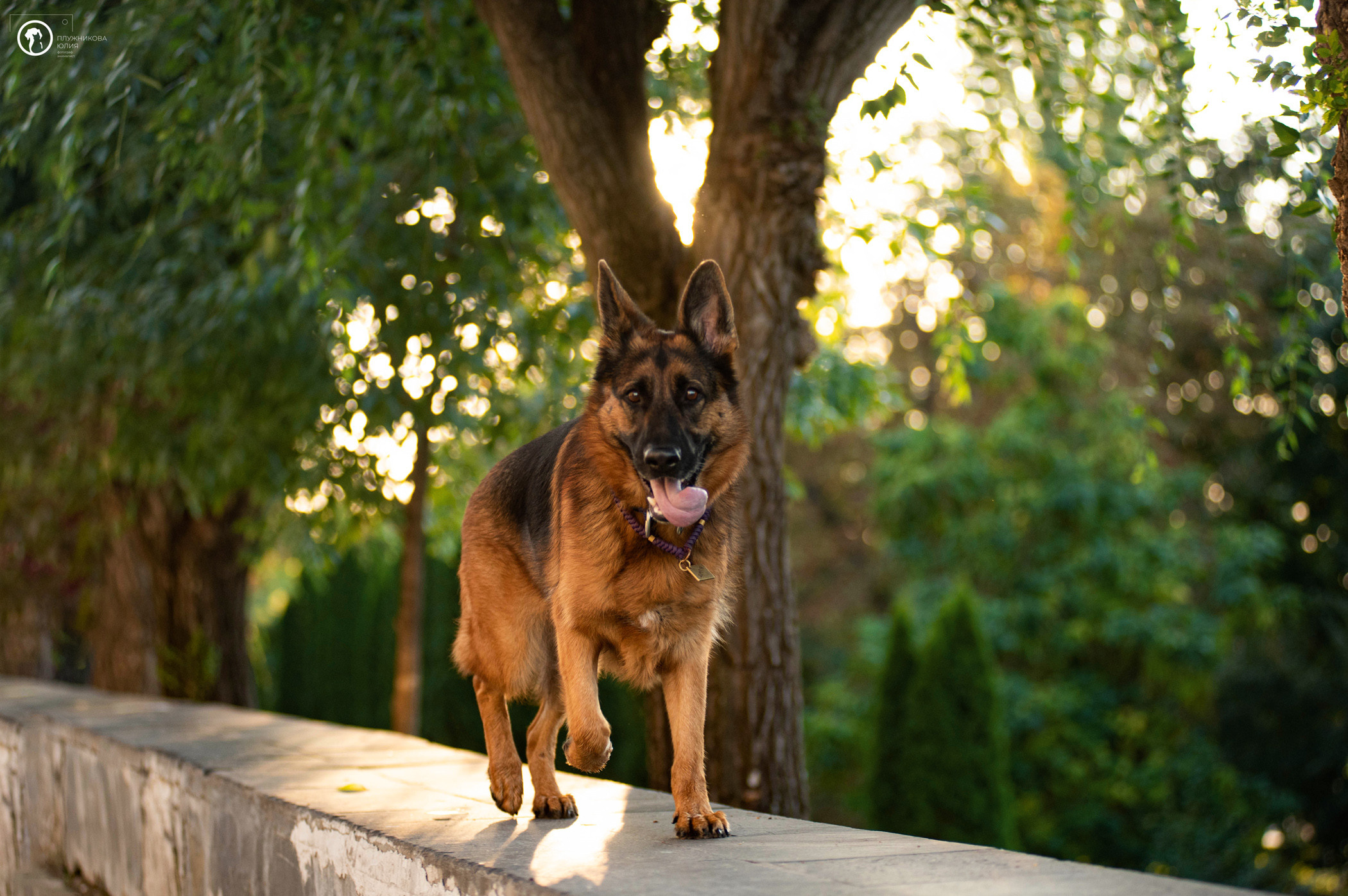 Лена и Ирма. Фотограф — анималист Саратов/Москва|Плужникова Юлия