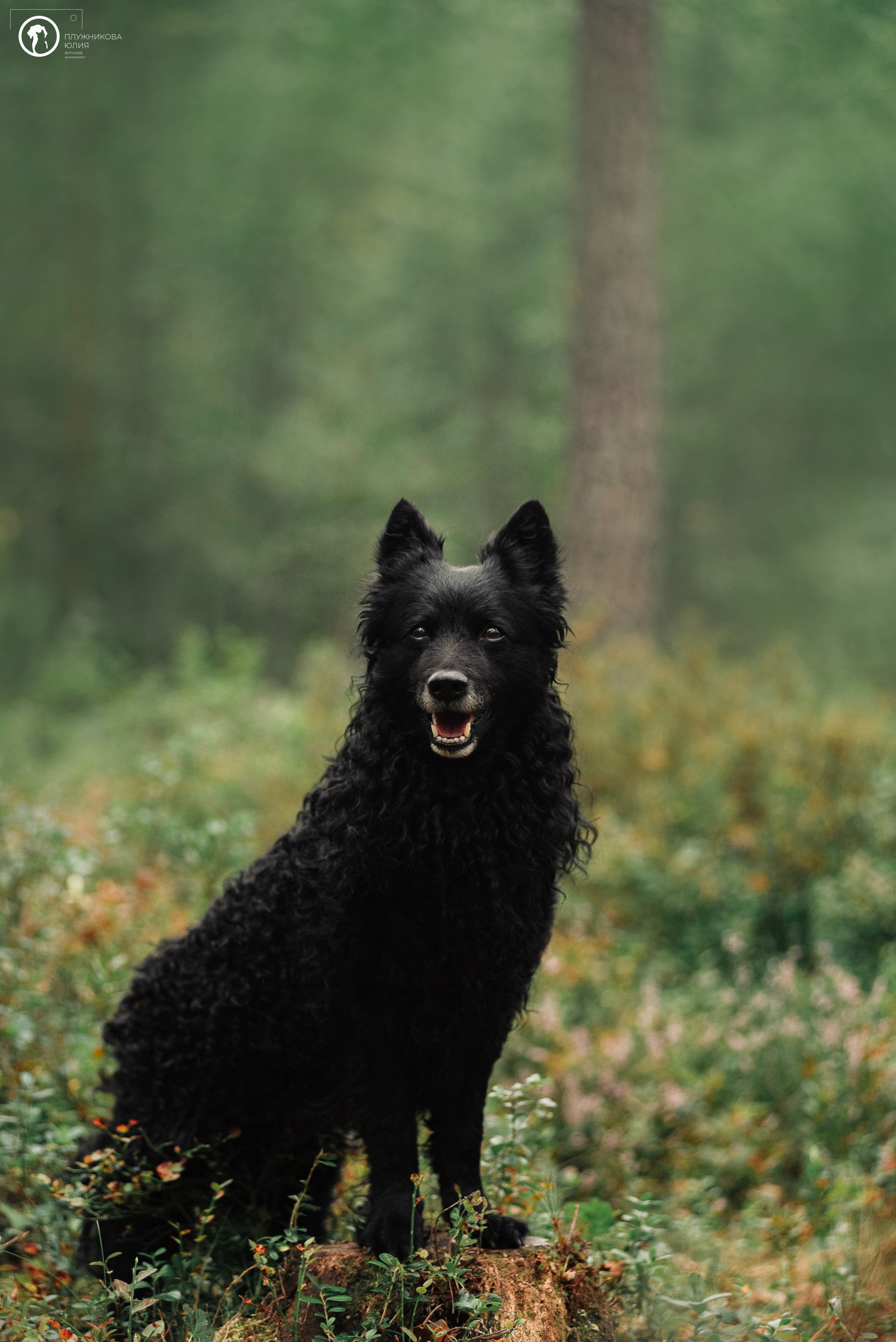 МУДИ — ВСТРЕЧА 2023. Фотограф — анималист Саратов/Москва|Плужникова Юлия
