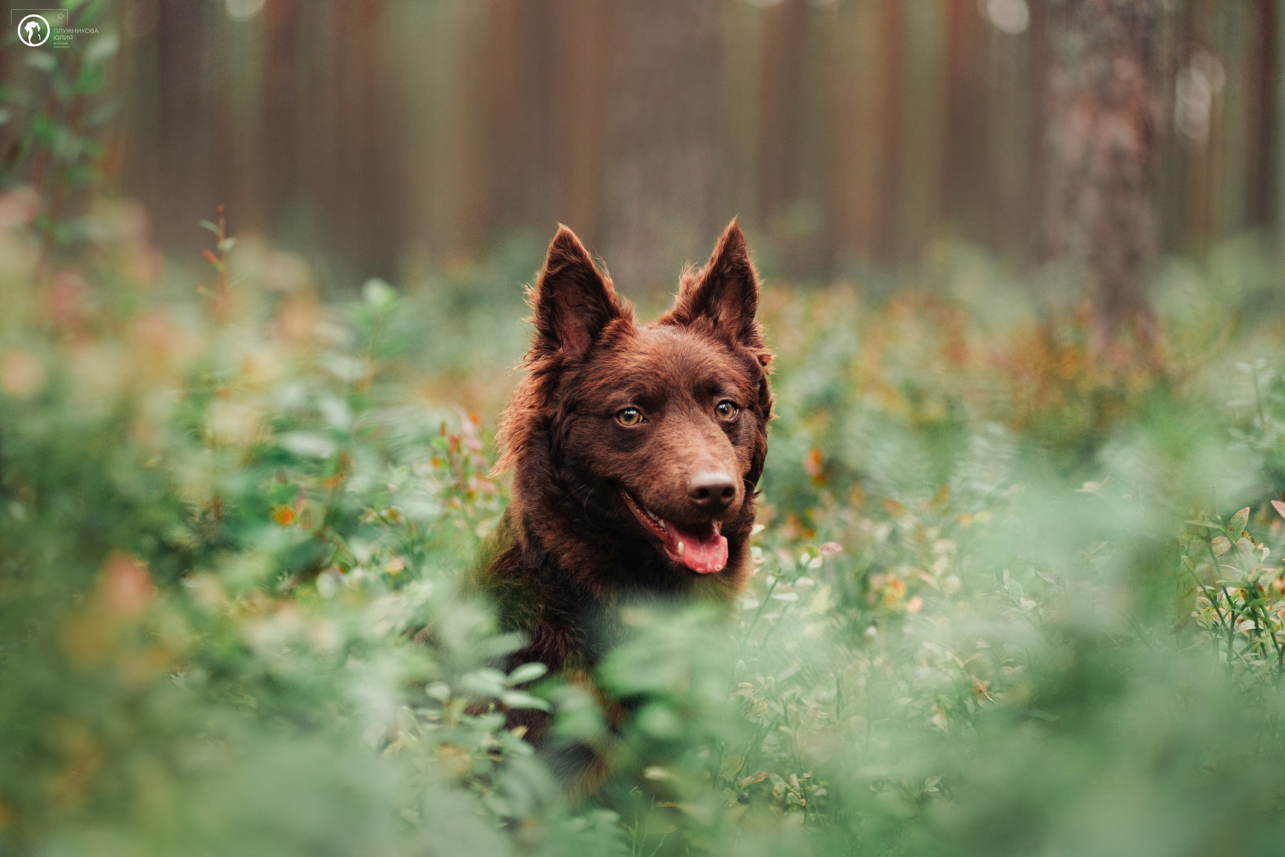 МУДИ — ВСТРЕЧА 2023. Фотограф — анималист Саратов/Москва|Плужникова Юлия
