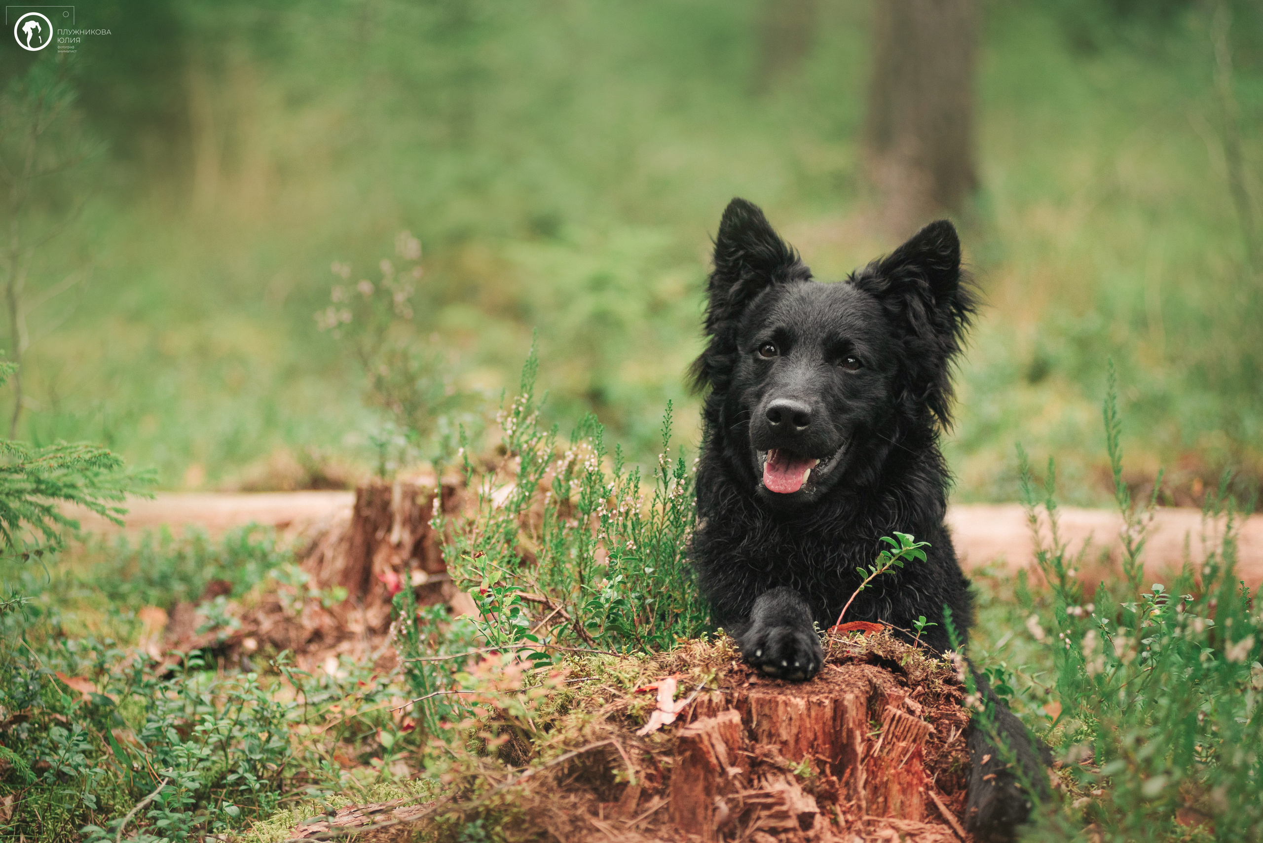 МУДИ — ВСТРЕЧА 2023. Фотограф — анималист Саратов/Москва|Плужникова Юлия