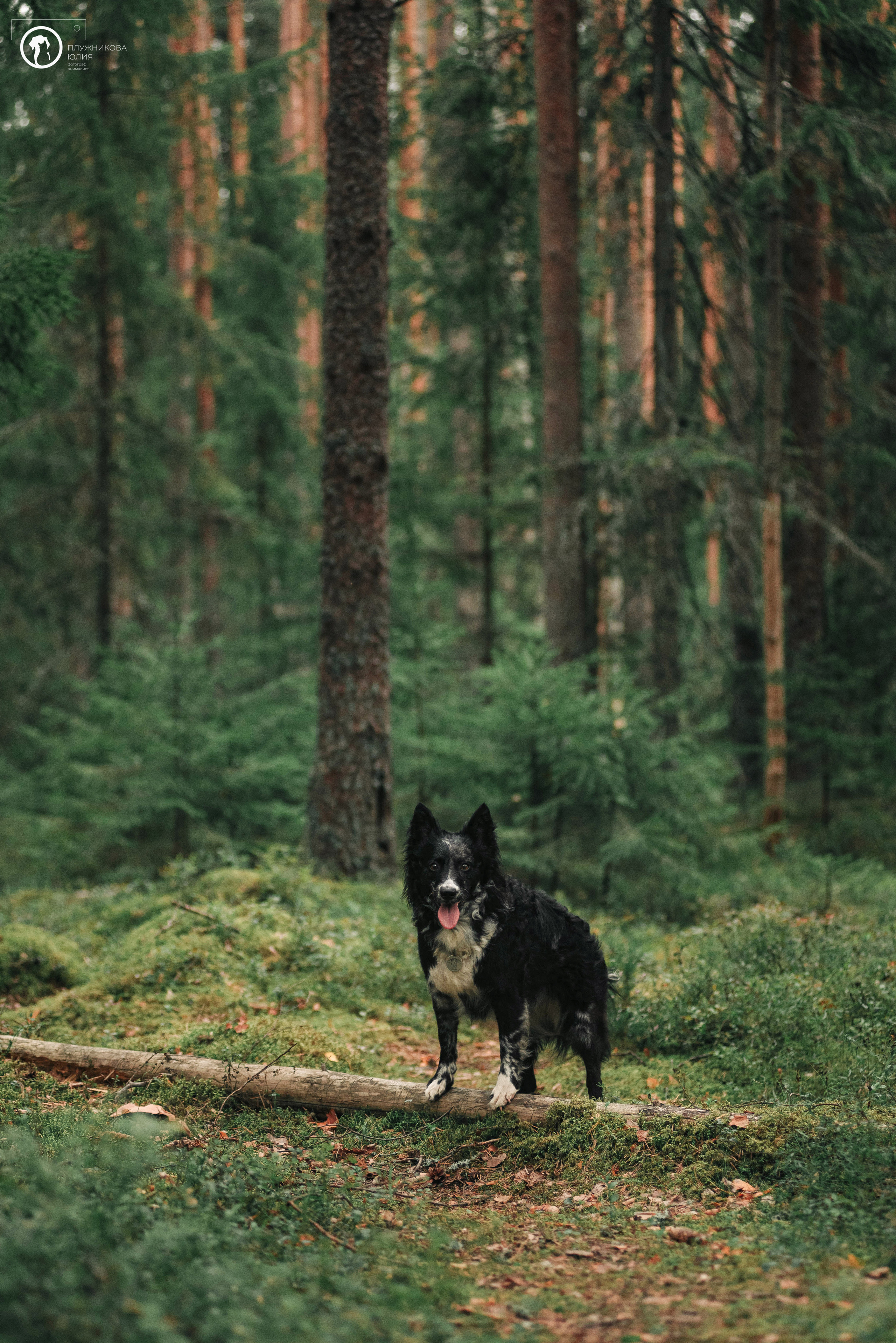 МУДИ — ВСТРЕЧА 2023. Фотограф — анималист Саратов/Москва|Плужникова Юлия
