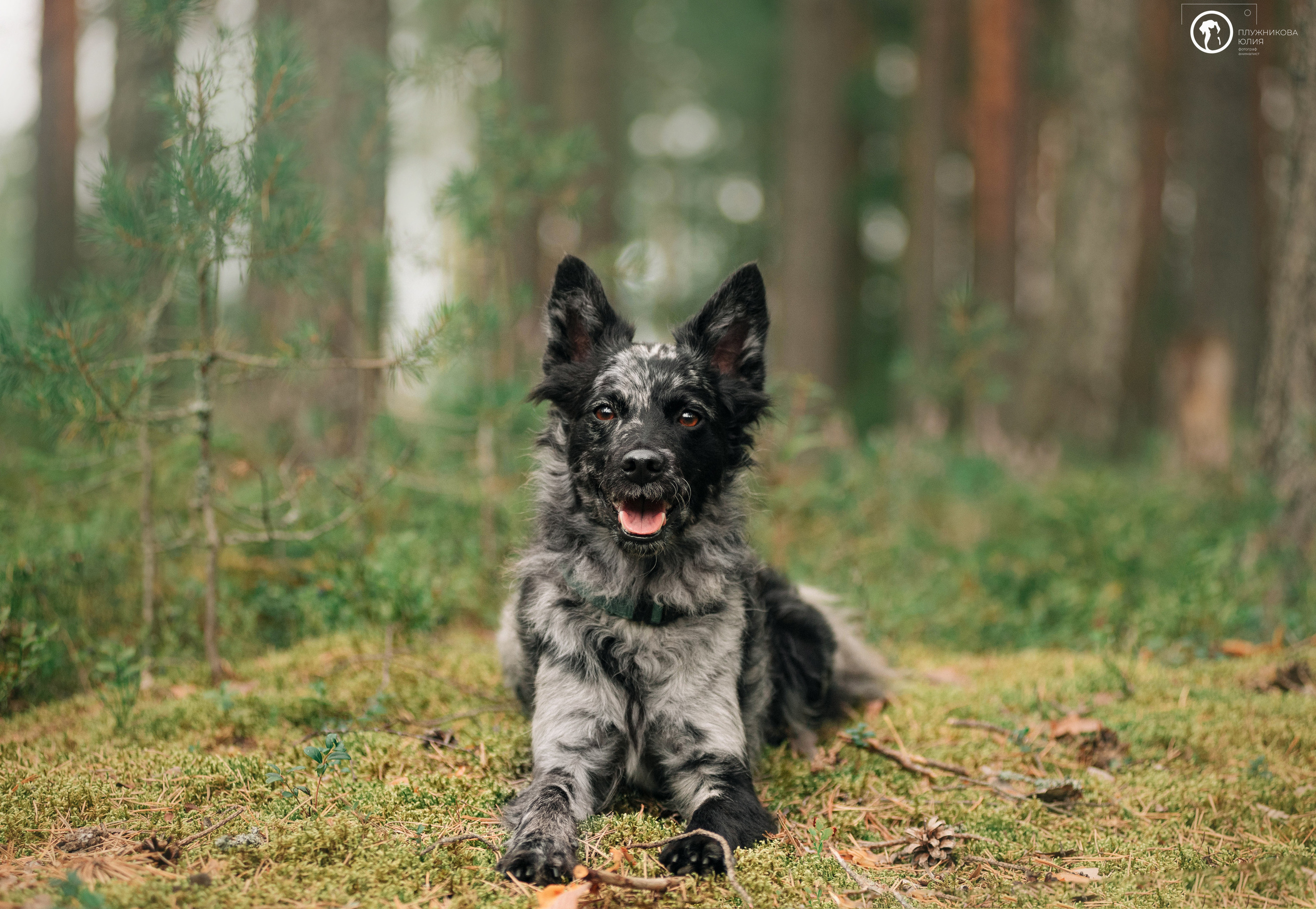МУДИ — ВСТРЕЧА 2023. Фотограф — анималист Саратов/Москва|Плужникова Юлия