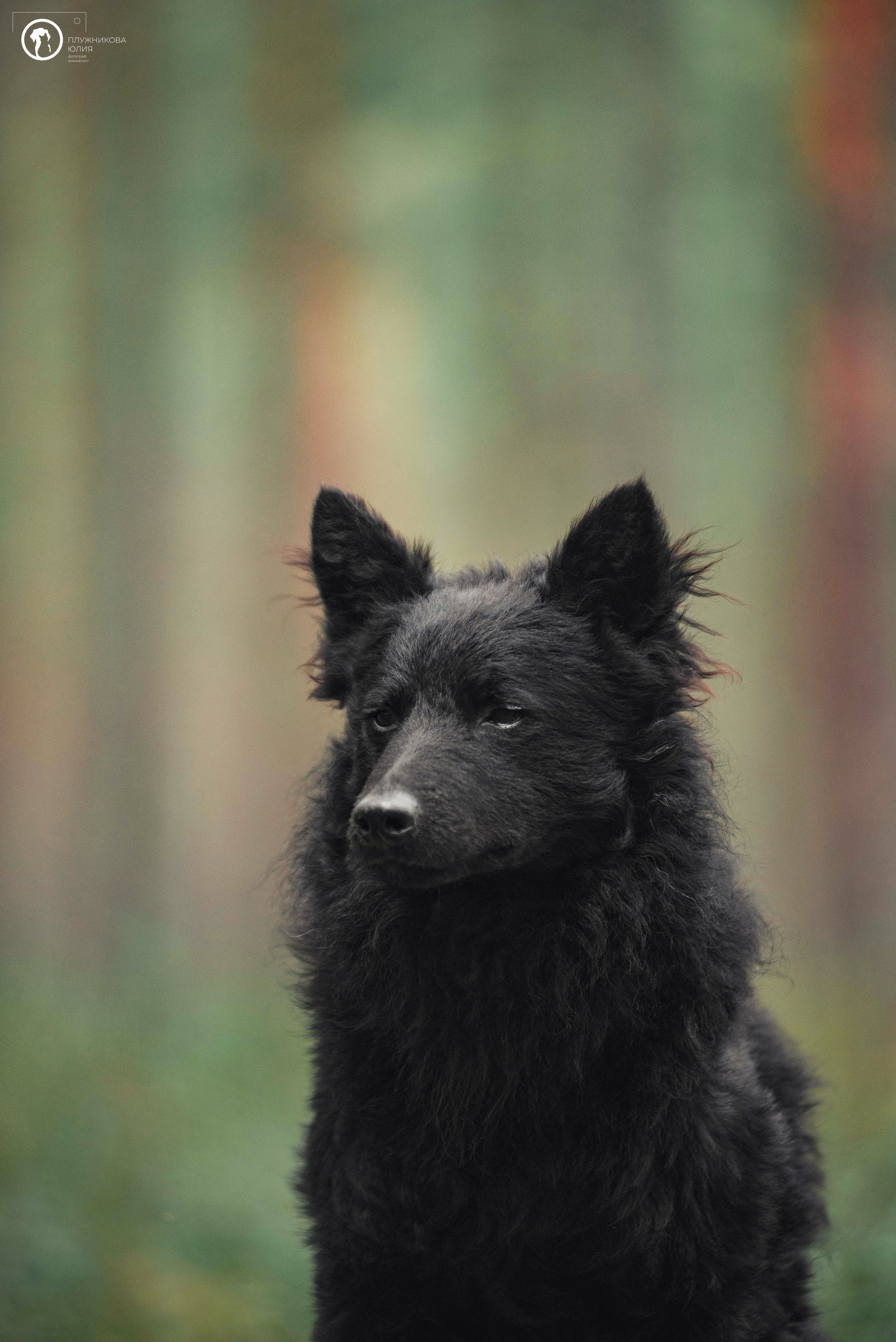 МУДИ — ВСТРЕЧА 2023. Фотограф — анималист Саратов/Москва|Плужникова Юлия