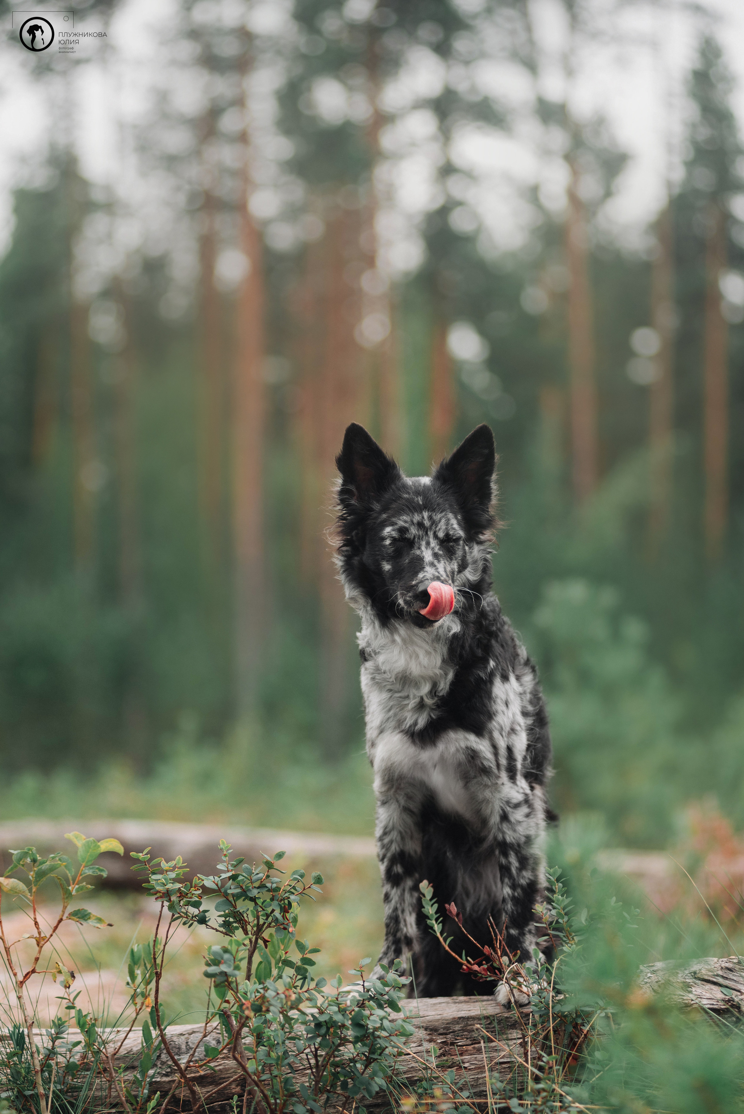 МУДИ — ВСТРЕЧА 2023. Фотограф — анималист Саратов/Москва|Плужникова Юлия