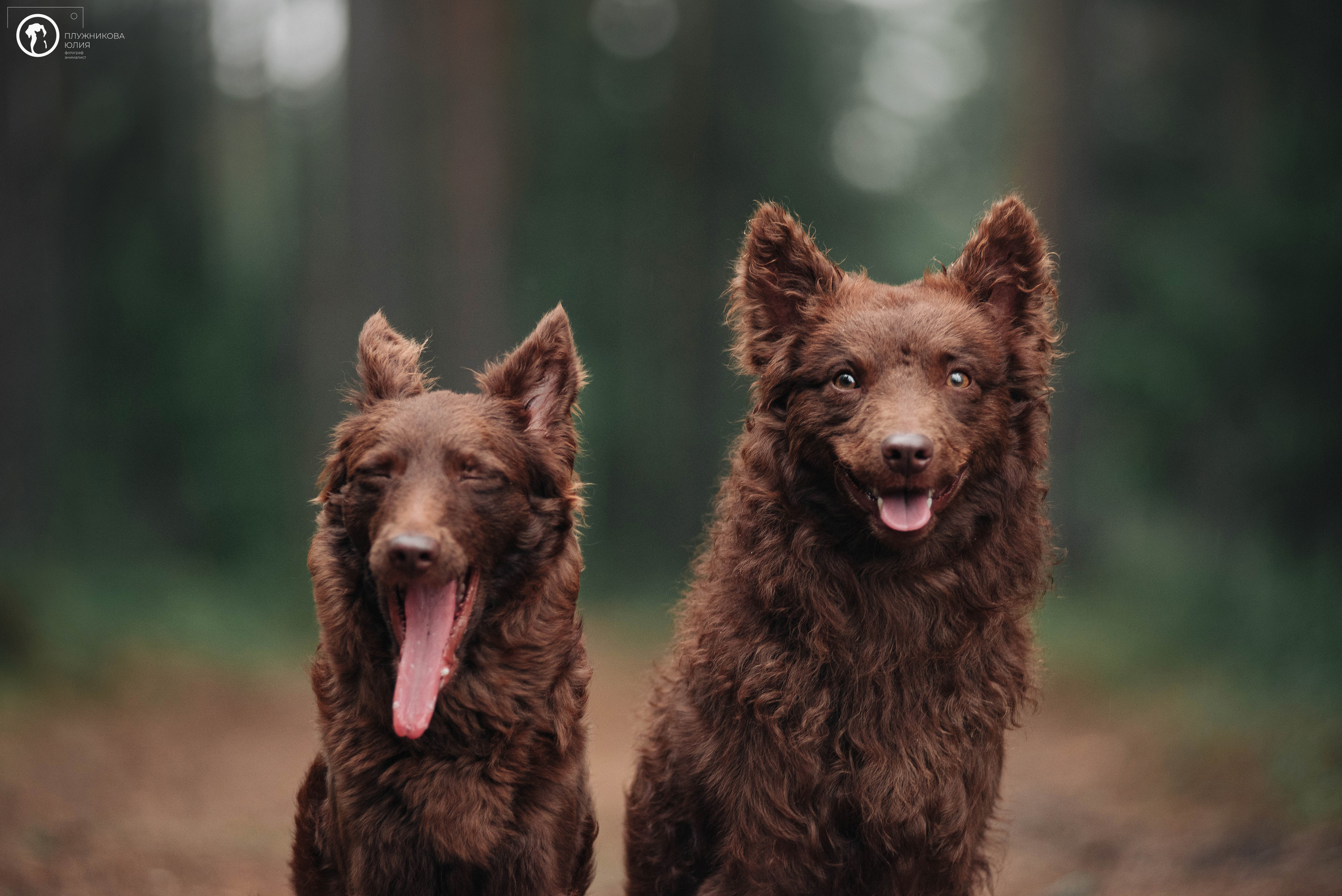 МУДИ — ВСТРЕЧА 2023. Фотограф — анималист Саратов/Москва|Плужникова Юлия