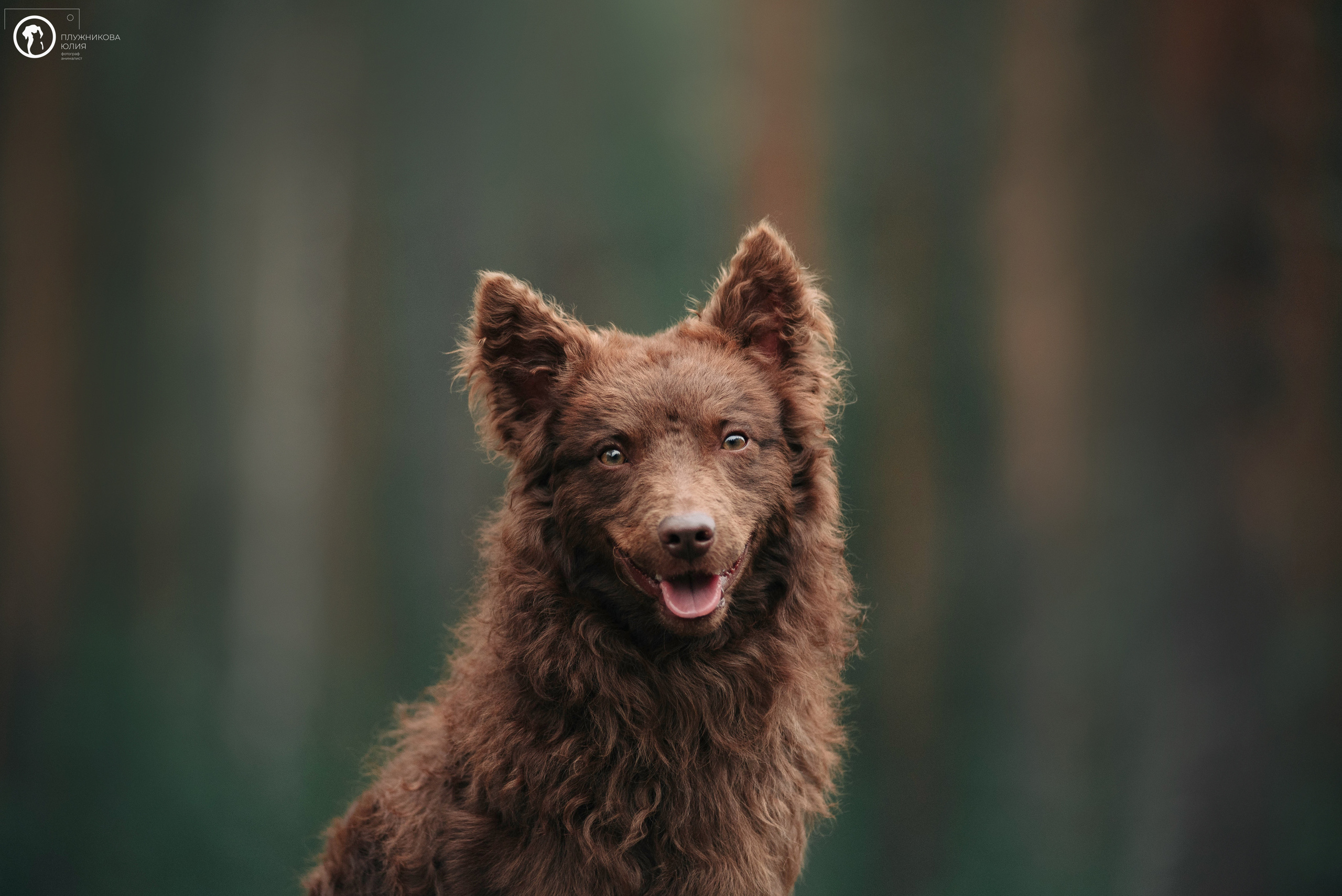 МУДИ — ВСТРЕЧА 2023. Фотограф — анималист Саратов/Москва|Плужникова Юлия