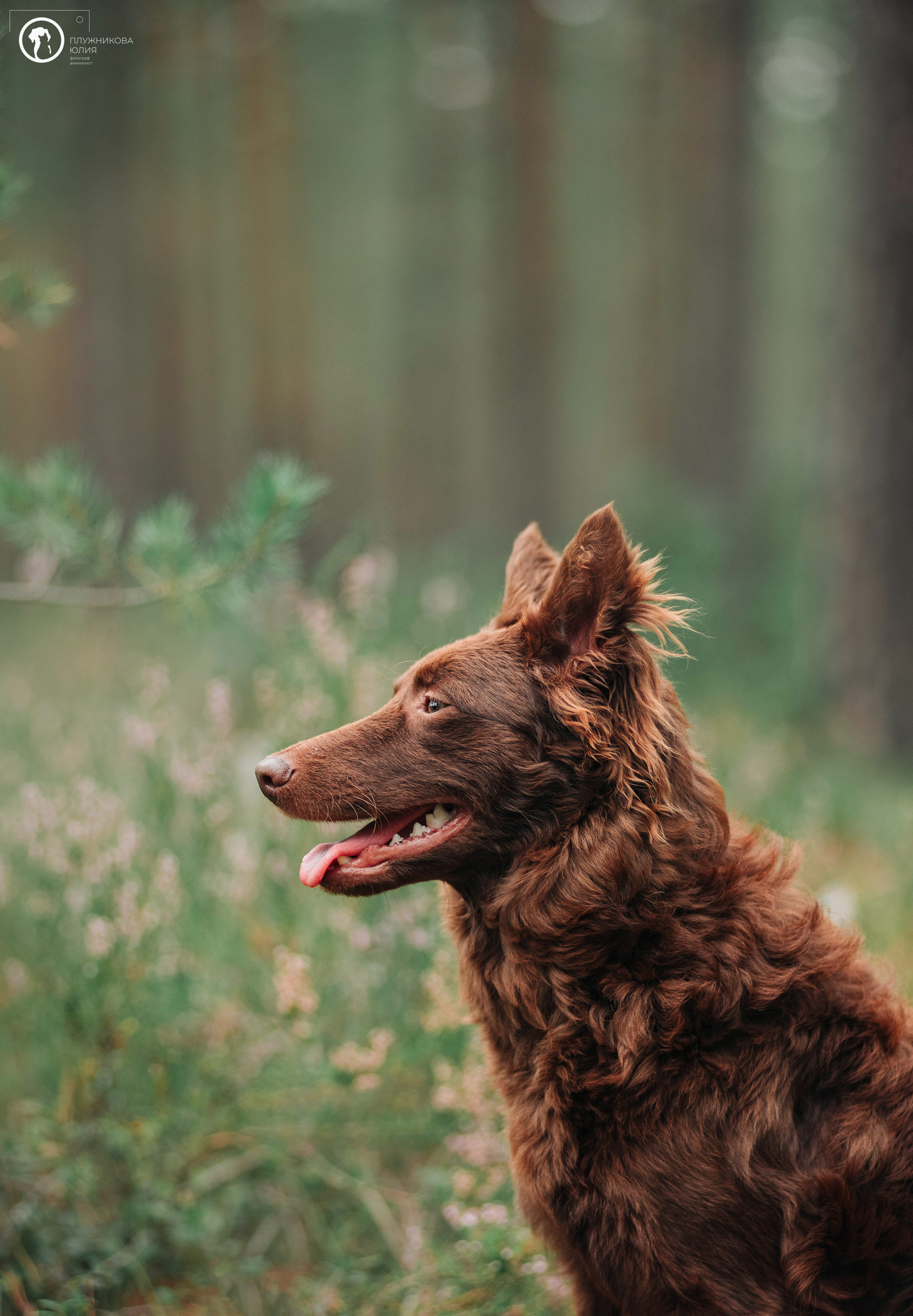 МУДИ — ВСТРЕЧА 2023. Фотограф — анималист Саратов/Москва|Плужникова Юлия