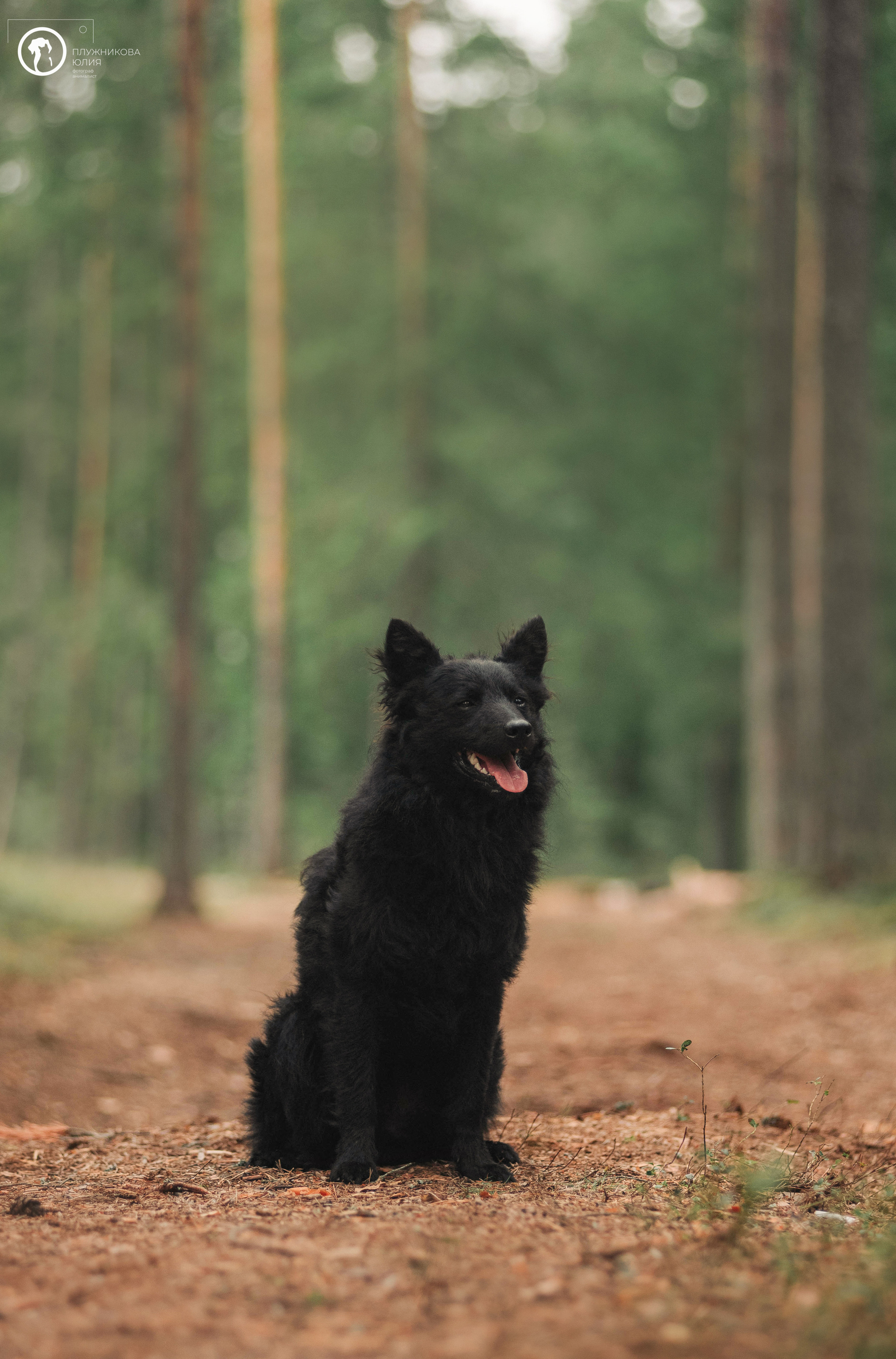 МУДИ — ВСТРЕЧА 2023. Фотограф — анималист Саратов/Москва|Плужникова Юлия