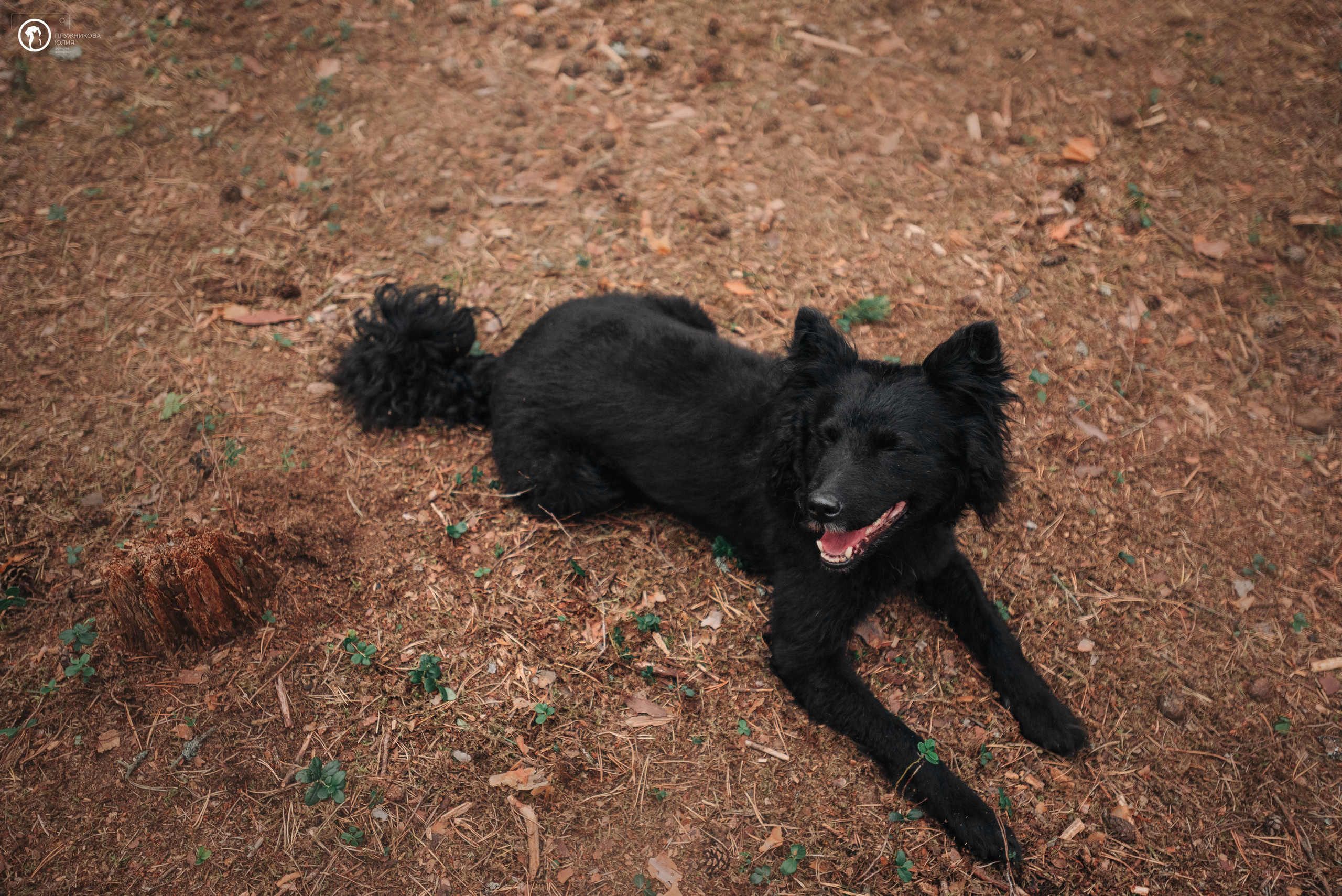 МУДИ — ВСТРЕЧА 2023. Фотограф — анималист Саратов/Москва|Плужникова Юлия