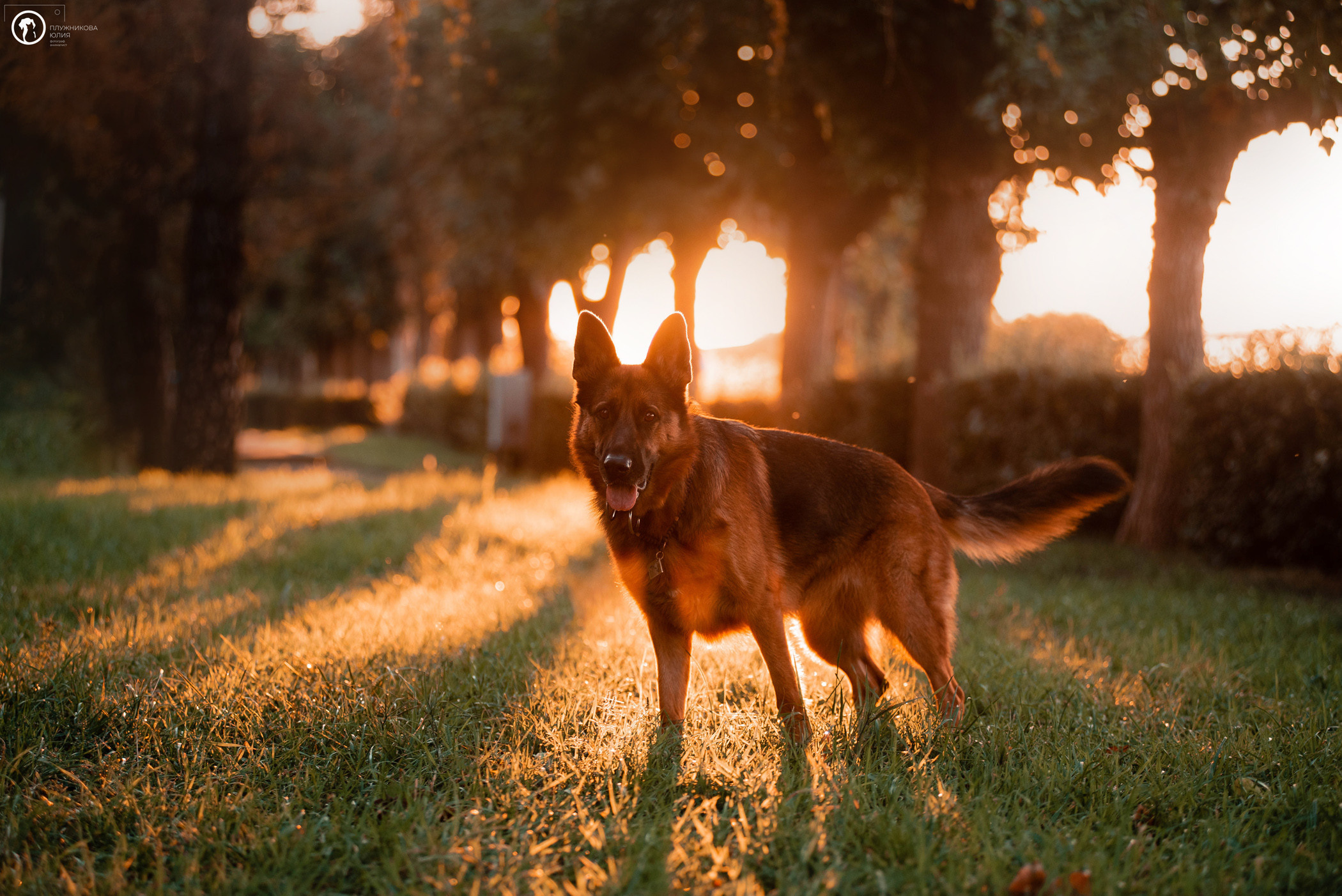 Лена и Ирма. Фотограф — анималист Саратов/Москва|Плужникова Юлия