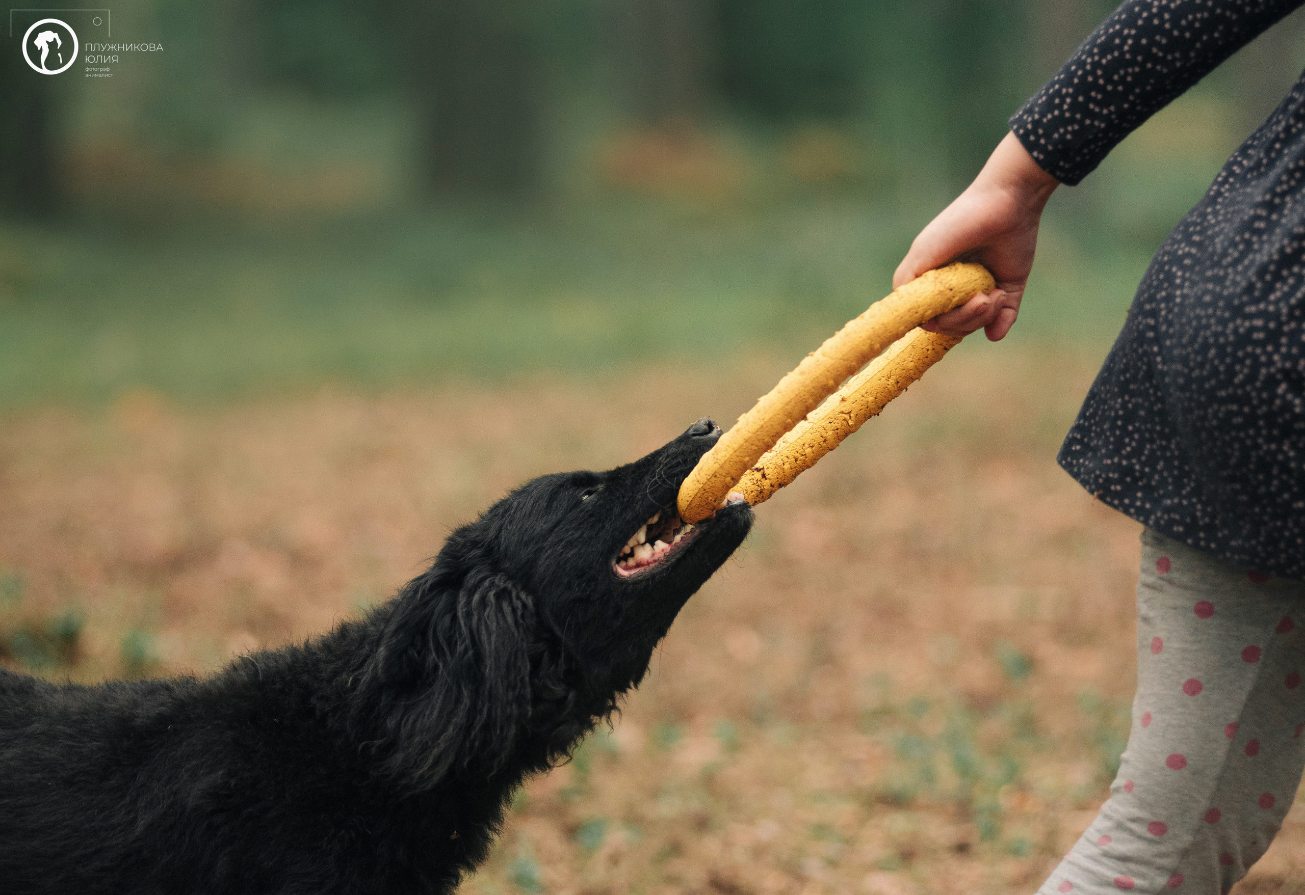 МУДИ — ВСТРЕЧА 2023. Фотограф — анималист Саратов/Москва|Плужникова Юлия