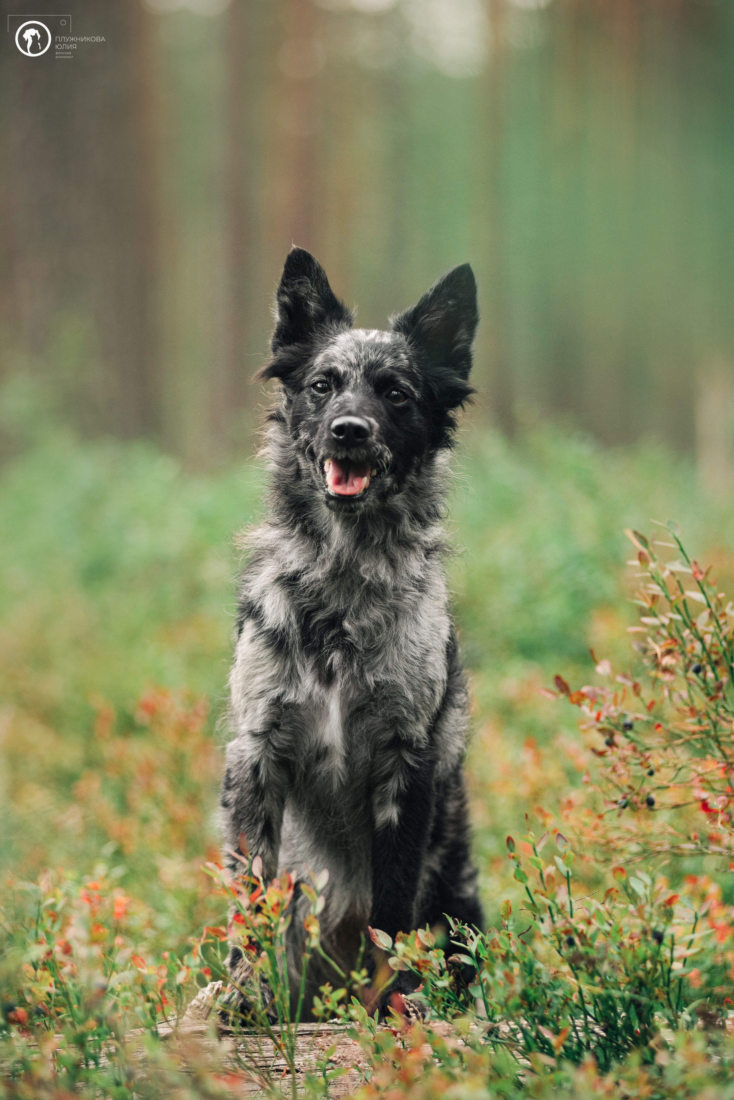 МУДИ — ВСТРЕЧА 2023. Фотограф — анималист Саратов/Москва|Плужникова Юлия