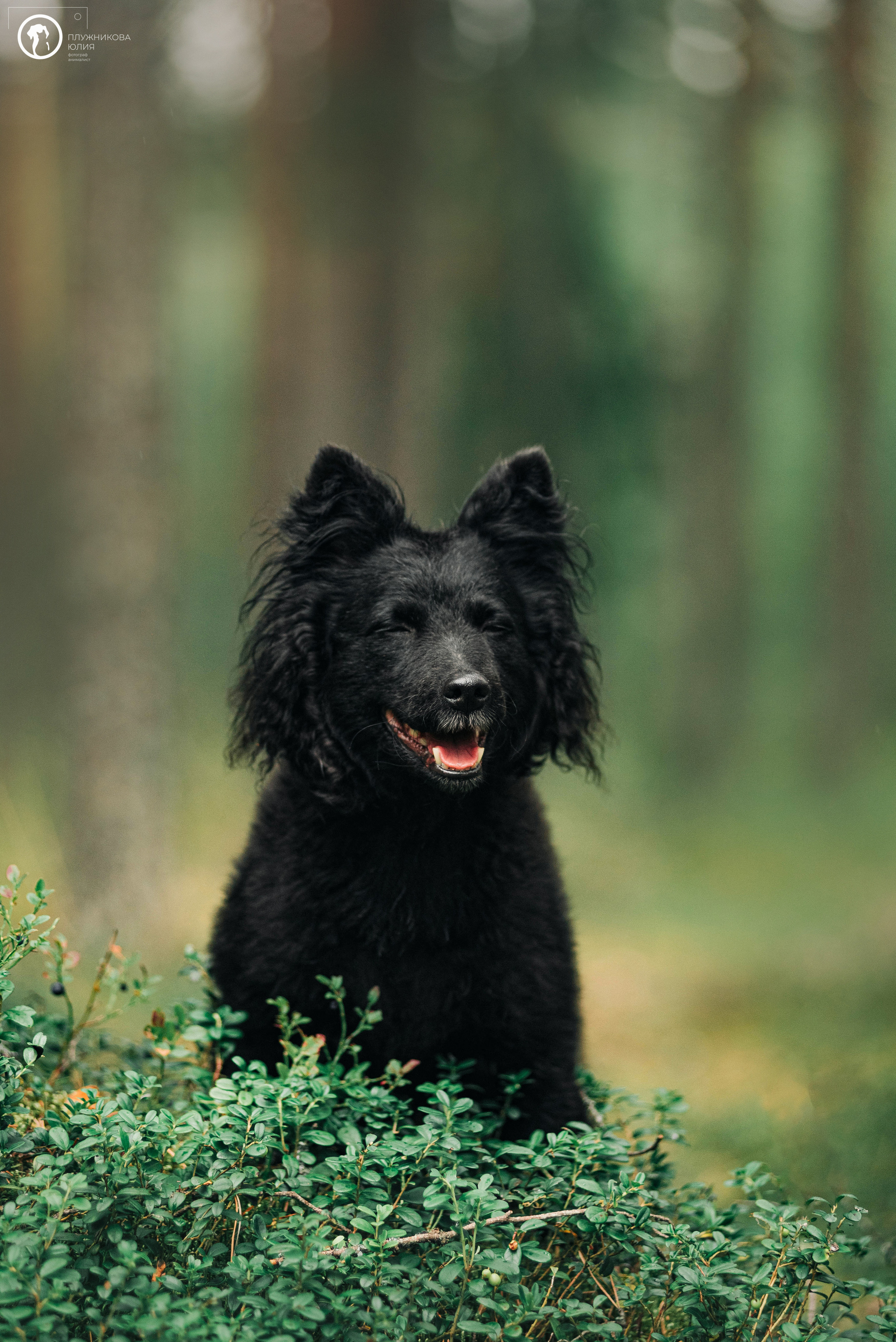 МУДИ — ВСТРЕЧА 2023. Фотограф — анималист Саратов/Москва|Плужникова Юлия