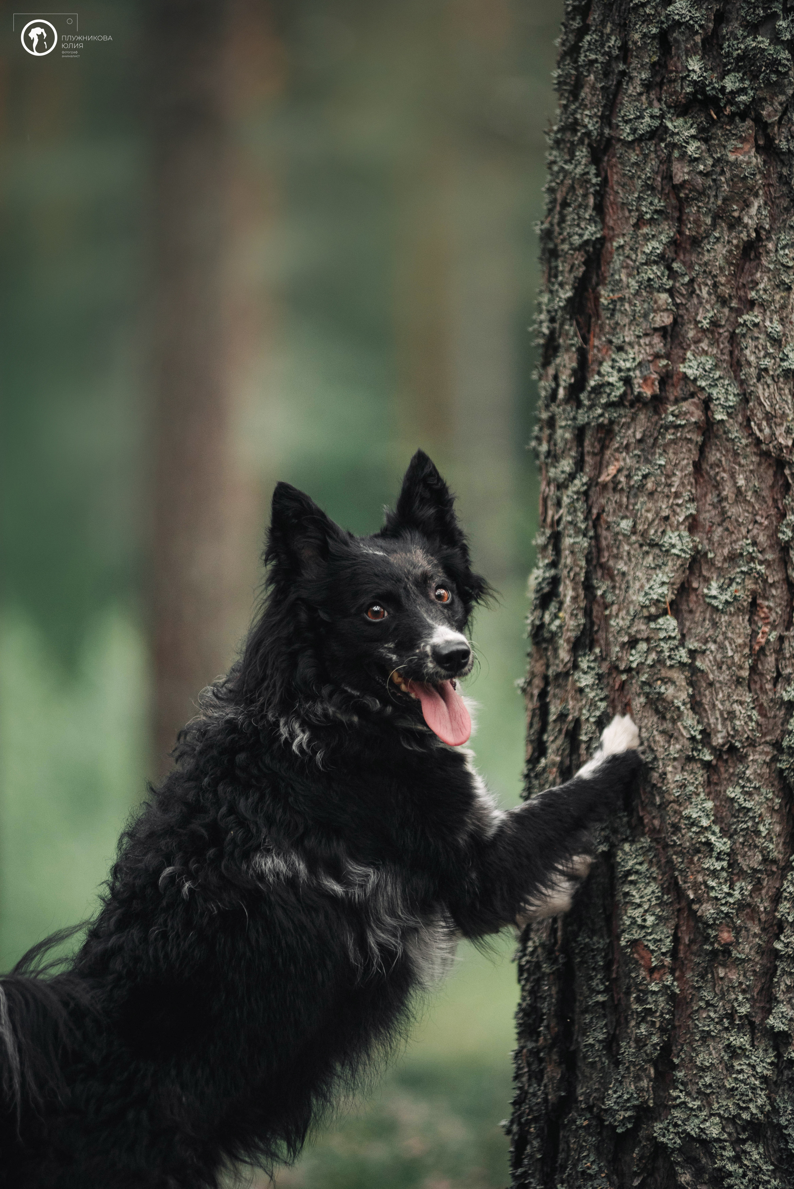 МУДИ — ВСТРЕЧА 2023. Фотограф — анималист Саратов/Москва|Плужникова Юлия