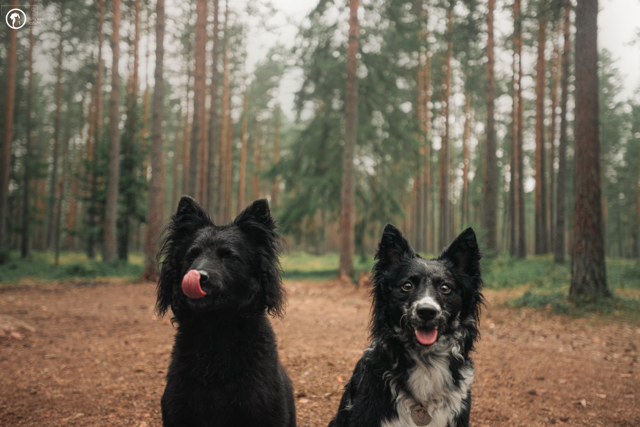 МУДИ — ВСТРЕЧА 2023. Фотограф — анималист Саратов/Москва|Плужникова Юлия