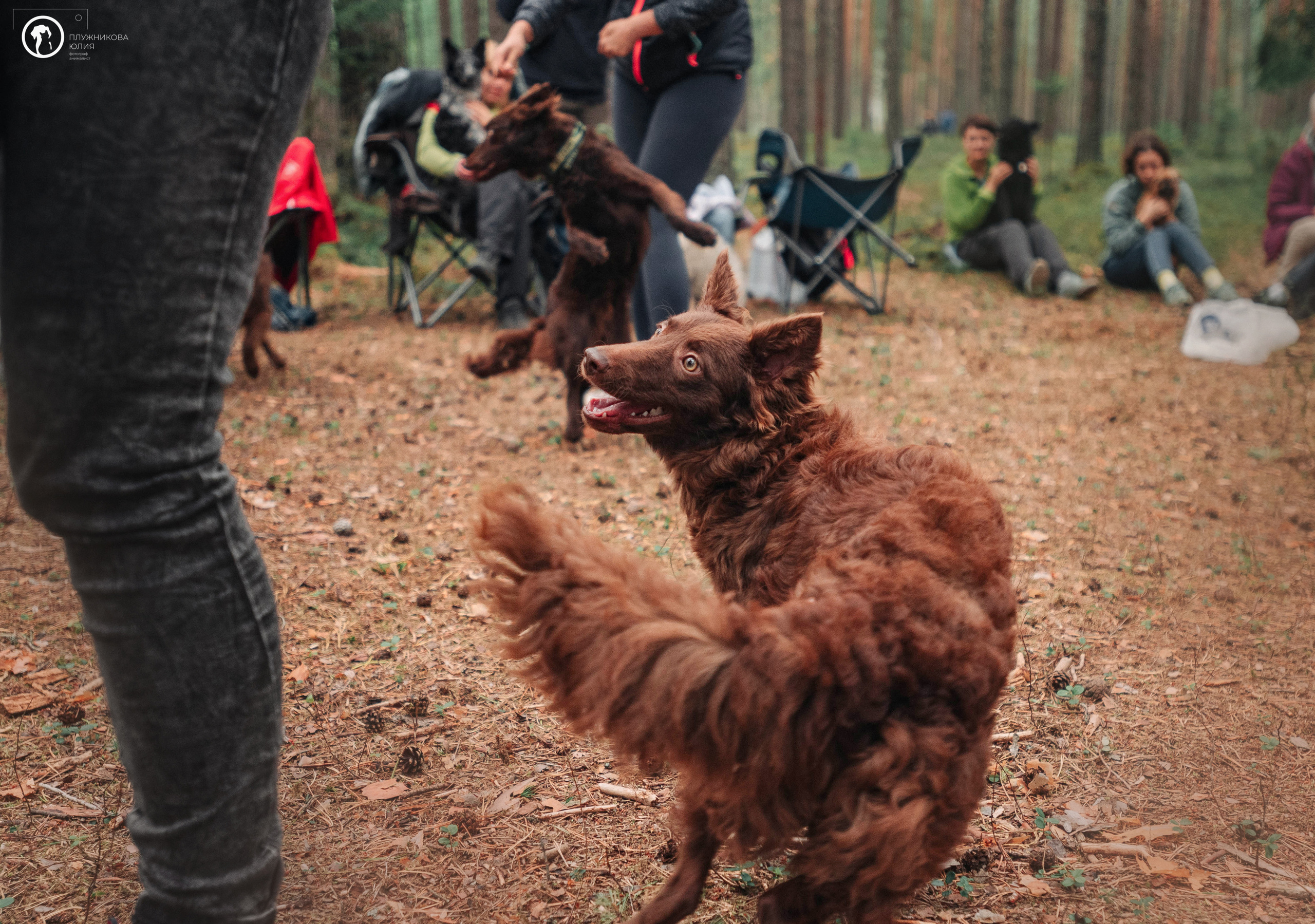 МУДИ — ВСТРЕЧА 2023. Фотограф — анималист Саратов/Москва|Плужникова Юлия