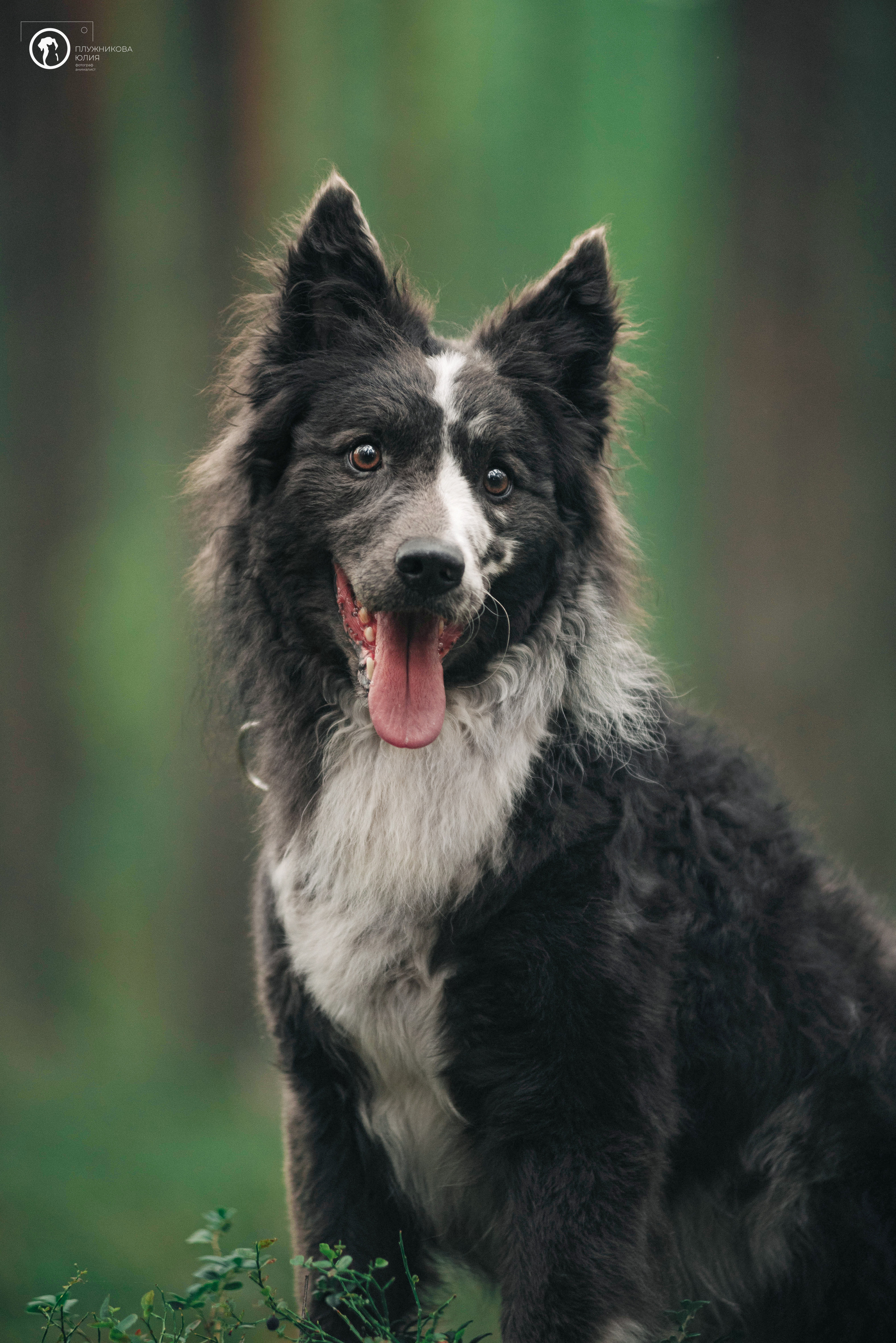 МУДИ — ВСТРЕЧА 2023. Фотограф — анималист Саратов/Москва|Плужникова Юлия