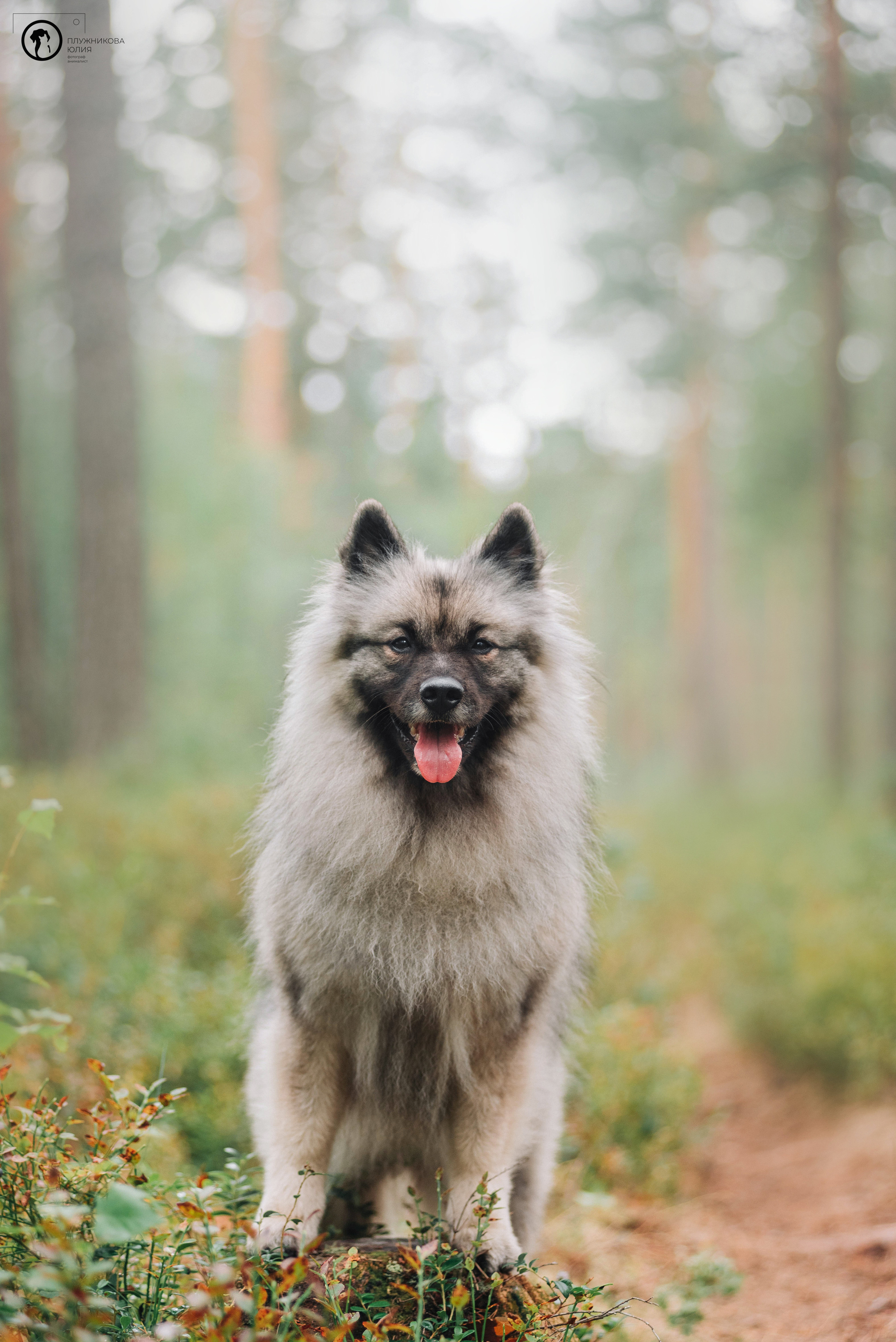 МУДИ — ВСТРЕЧА 2023. Фотограф — анималист Саратов/Москва|Плужникова Юлия