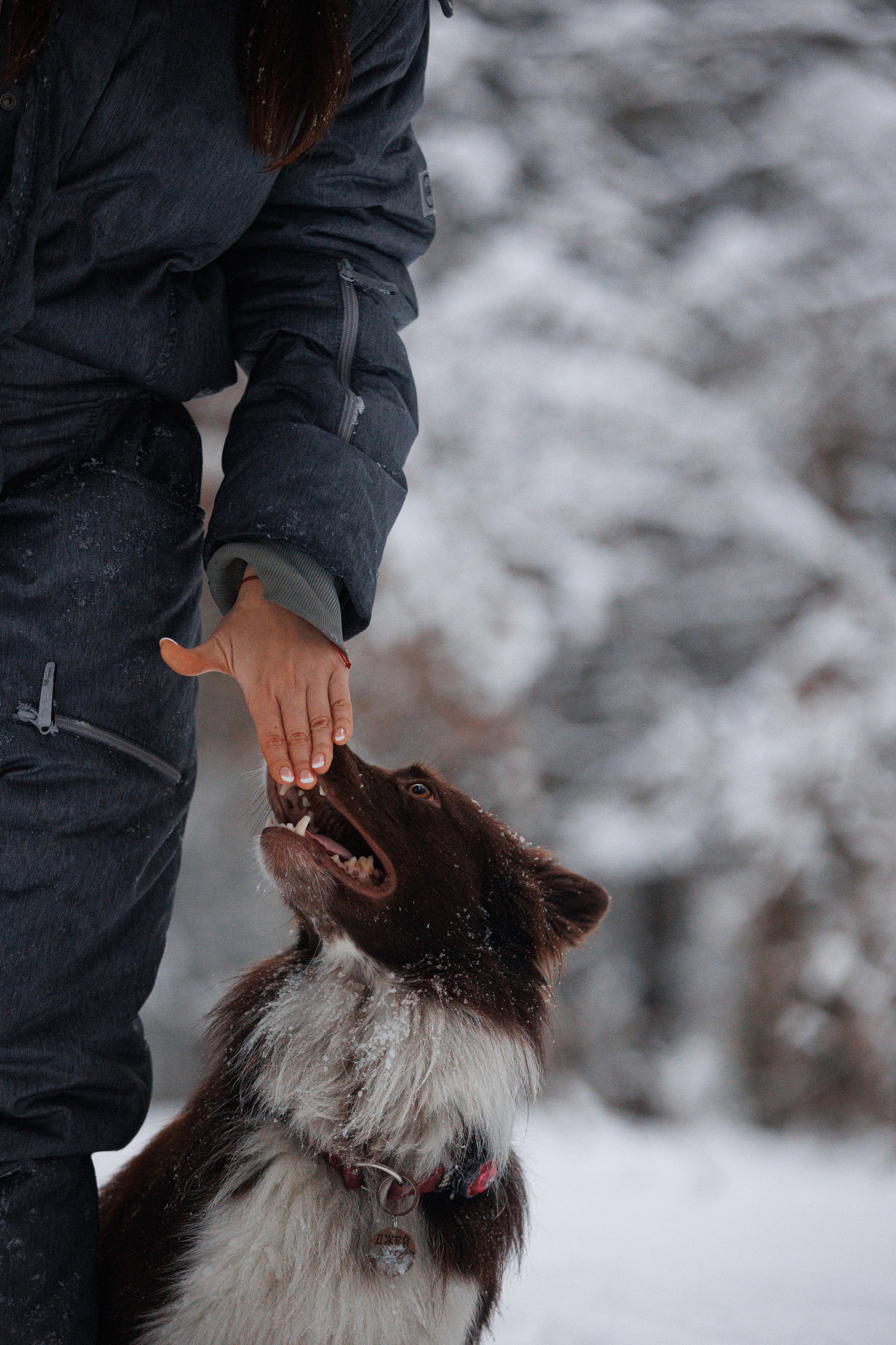 Даша и компания. Фотограф анималист Кристина Карпова, Москва