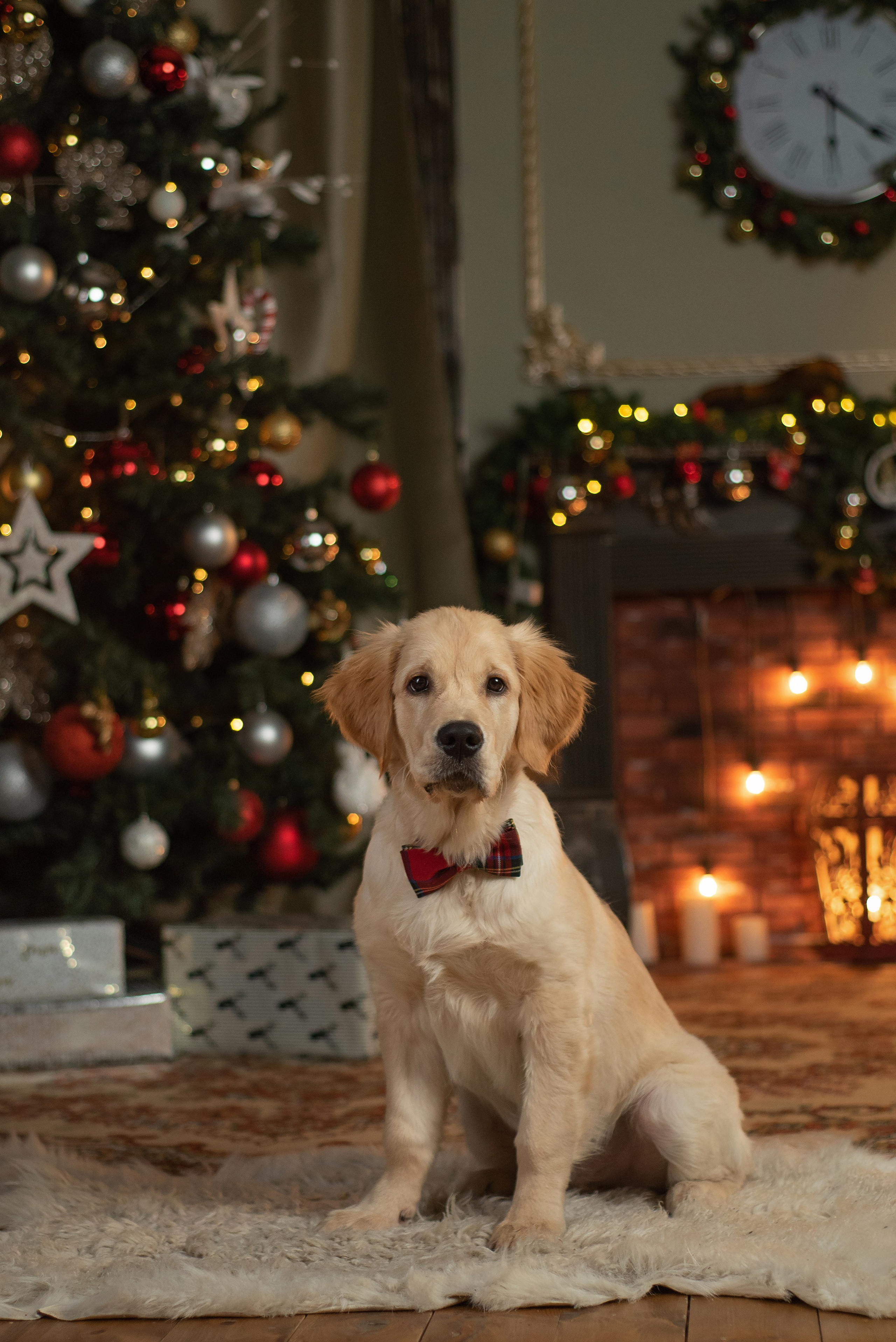 Света и Чарли. Новый год. Фотограф анималист в Казани Алина Сулейманова. Фотограф животных