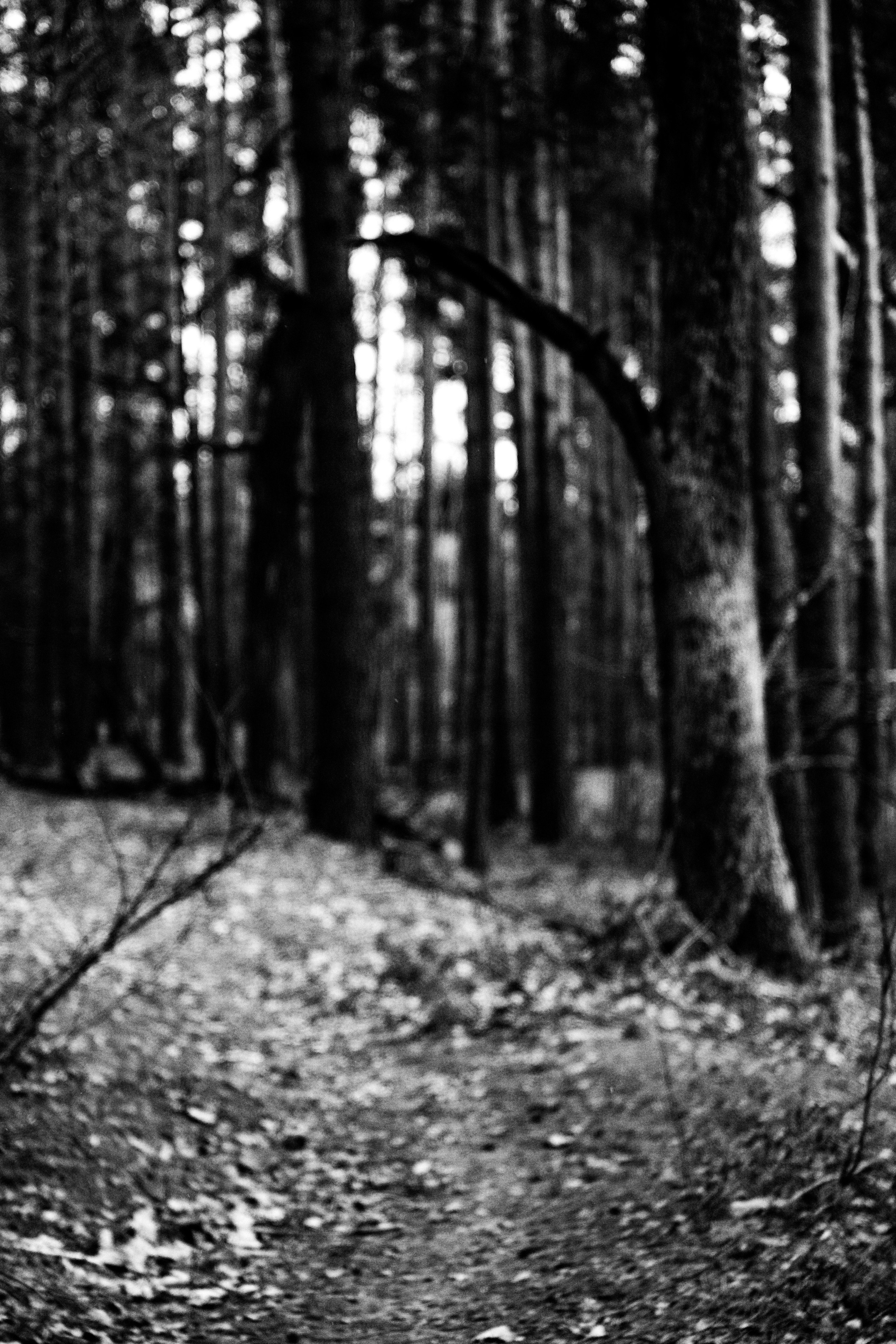 ЧБ  пейзажи (BnW landscape). Фотограф (photographer) Lischinski Vitaliy