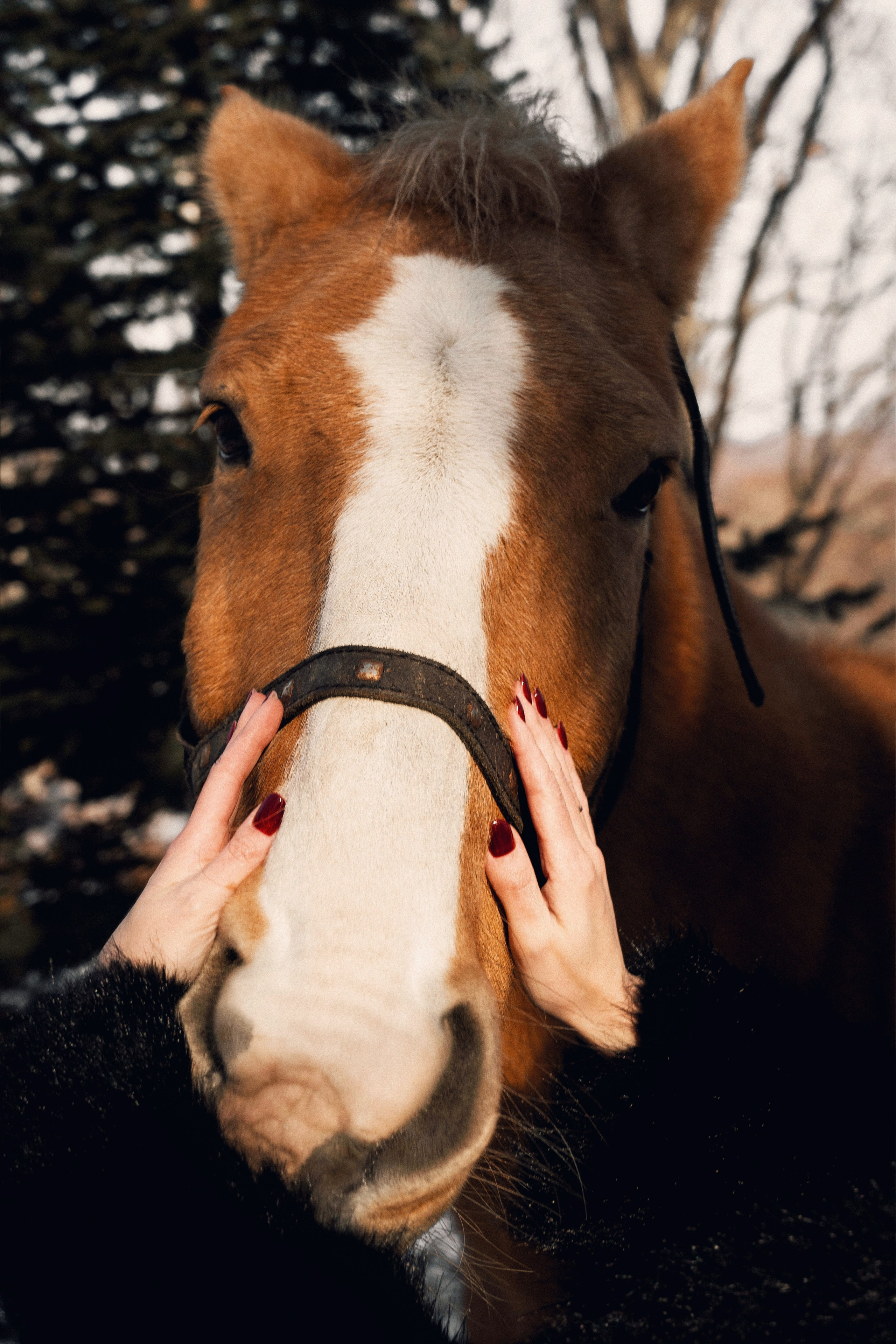 Фотодень «Символ 2026 года». Семейный фотограф анималист г. Находка