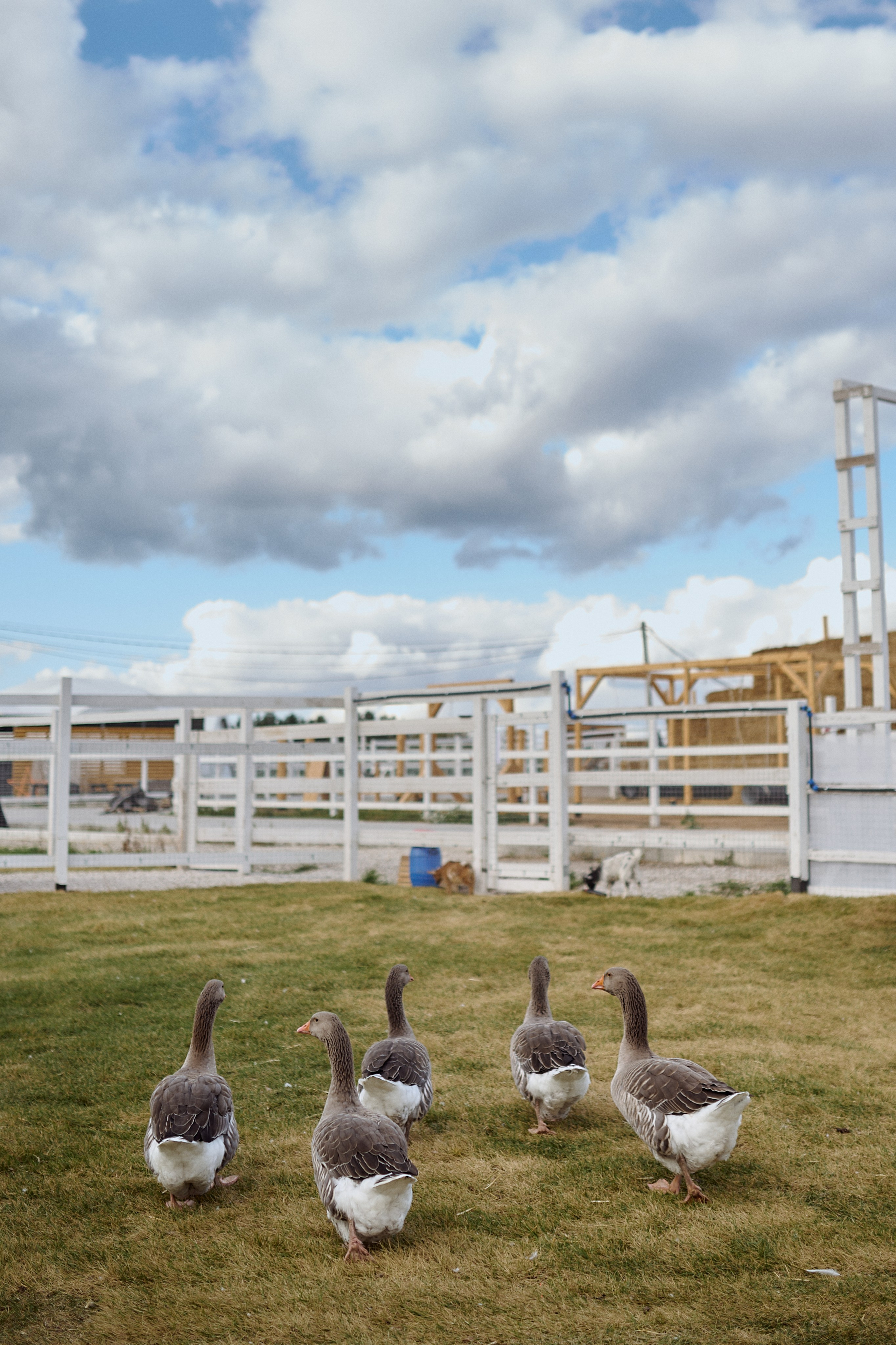 Кристина и Ариша на ферме. Семейный и свадебный lifestyle-фотограф в Москве Мария Петрова
