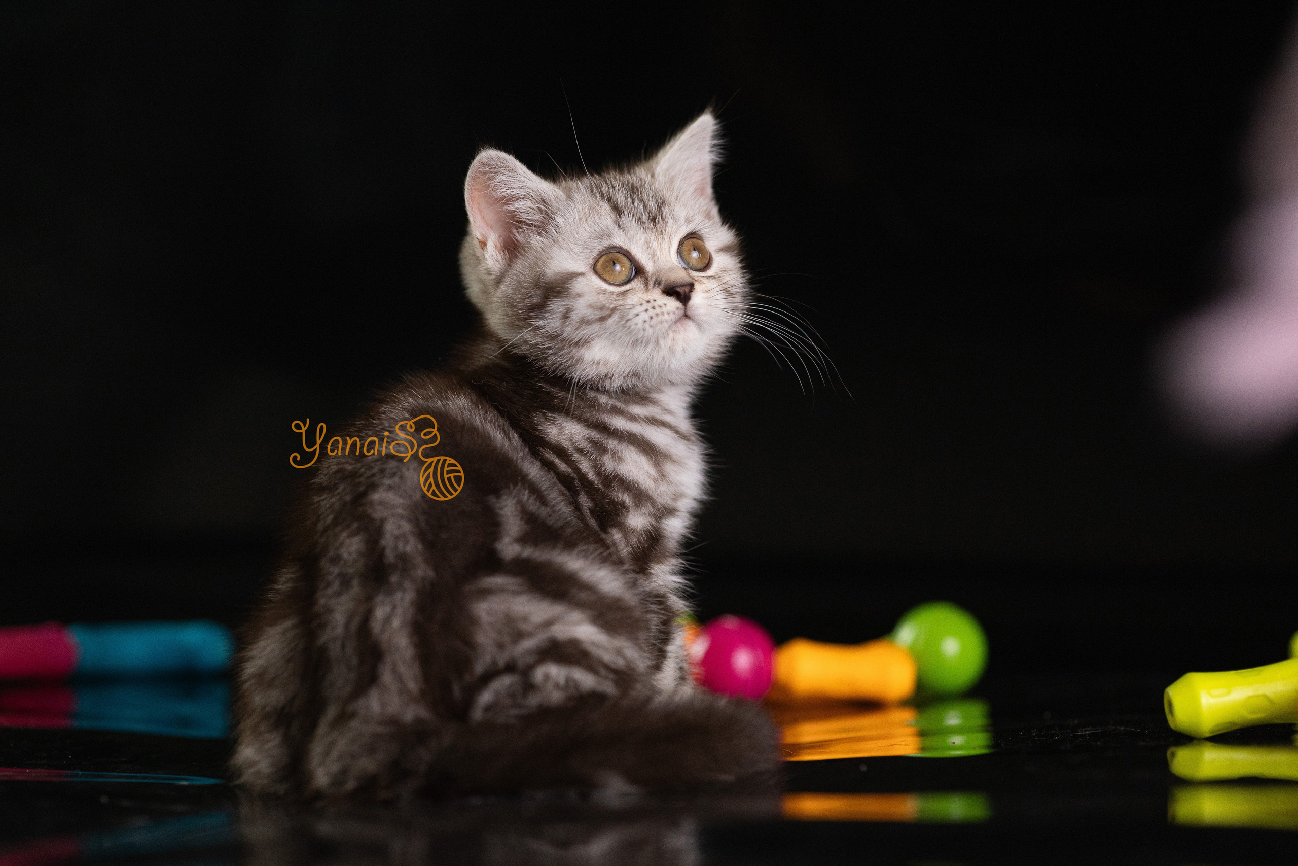 Котята. Фотограф Яна Матвеева в Ижевске