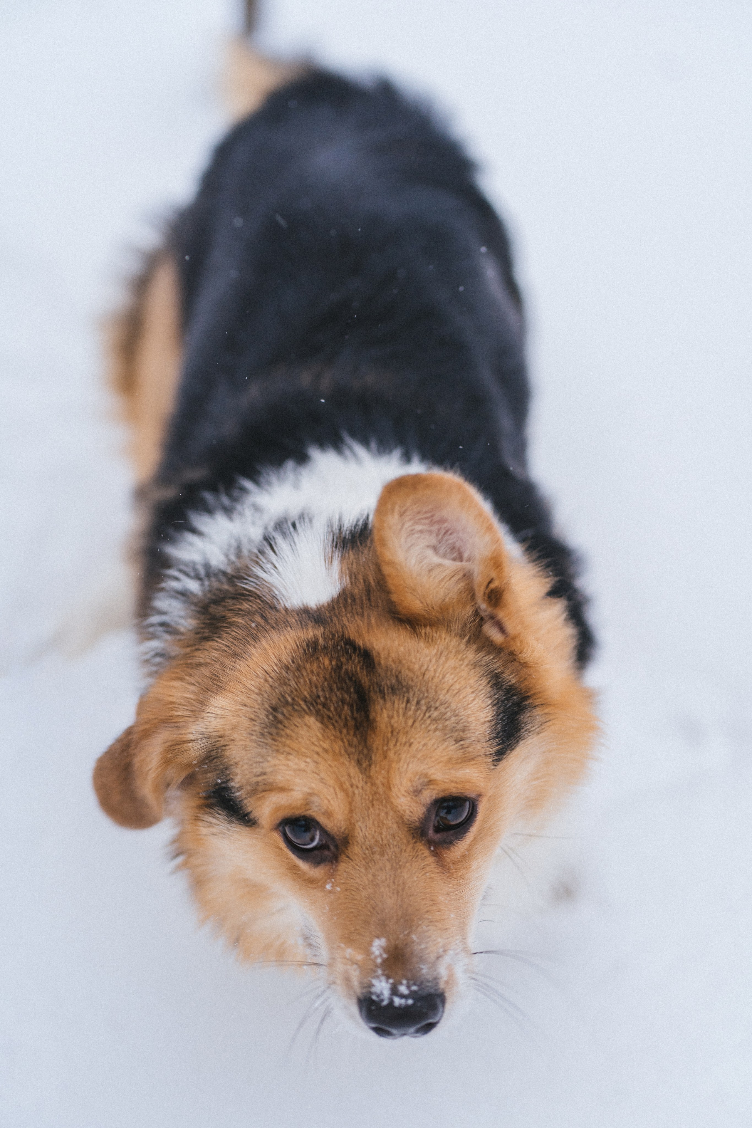 Каспер и Полина. Свадебный фотограф в Москве Анна Полушина