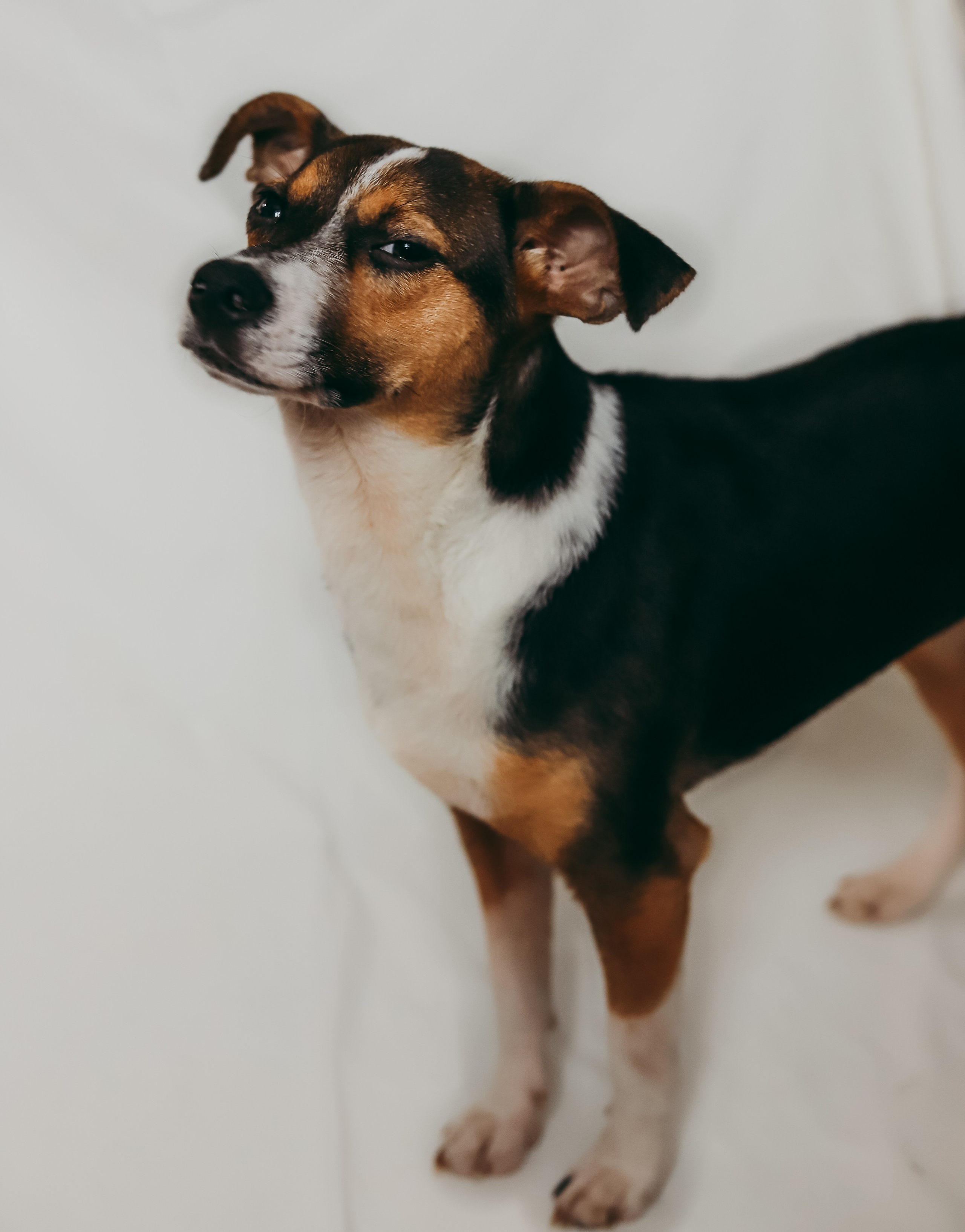 Для приюта (уже дома). Фотограф Москва и Санкт-Петербург