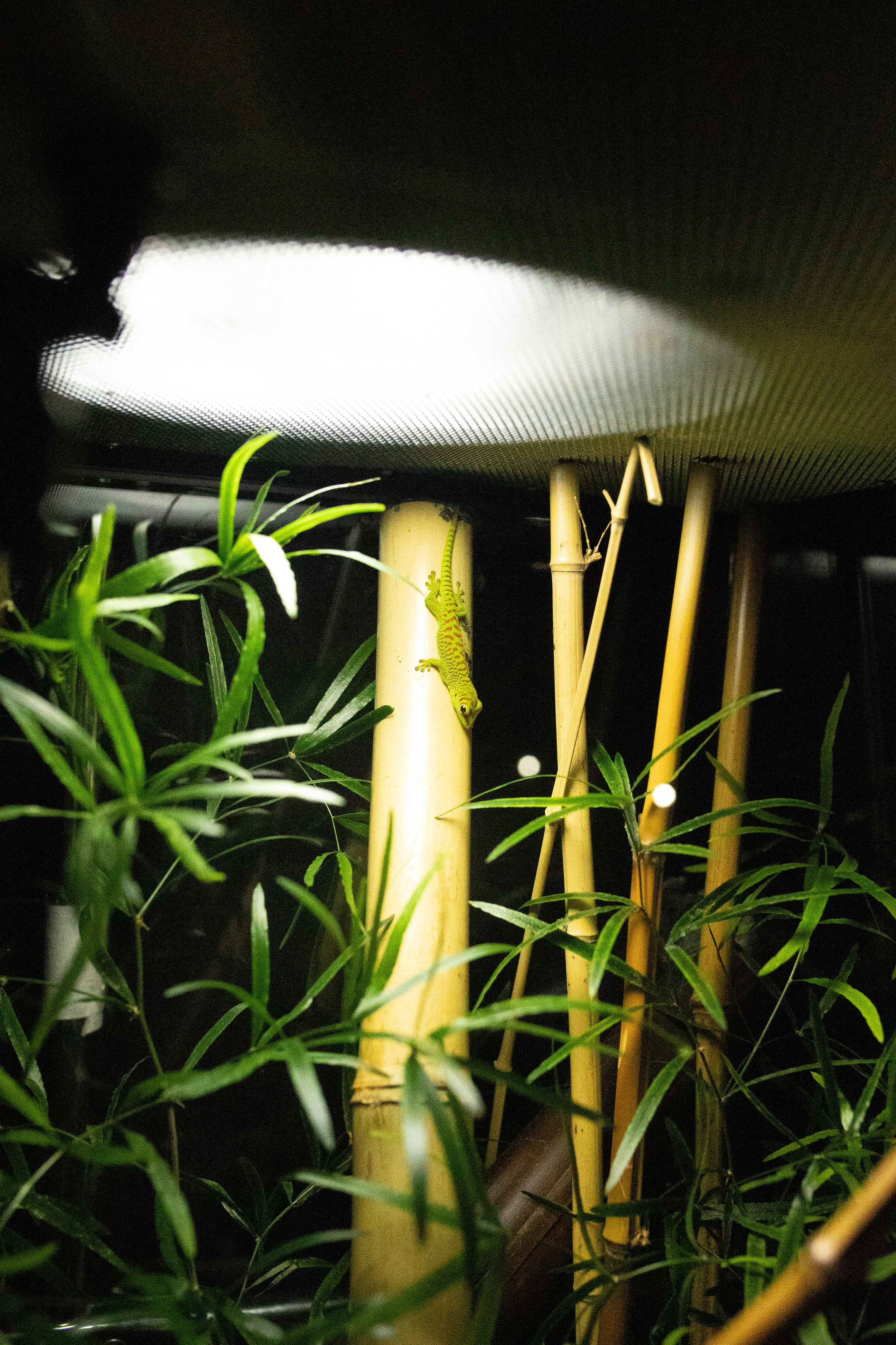 Рептилиум 2024. Александра Куликова фотограф, Москва