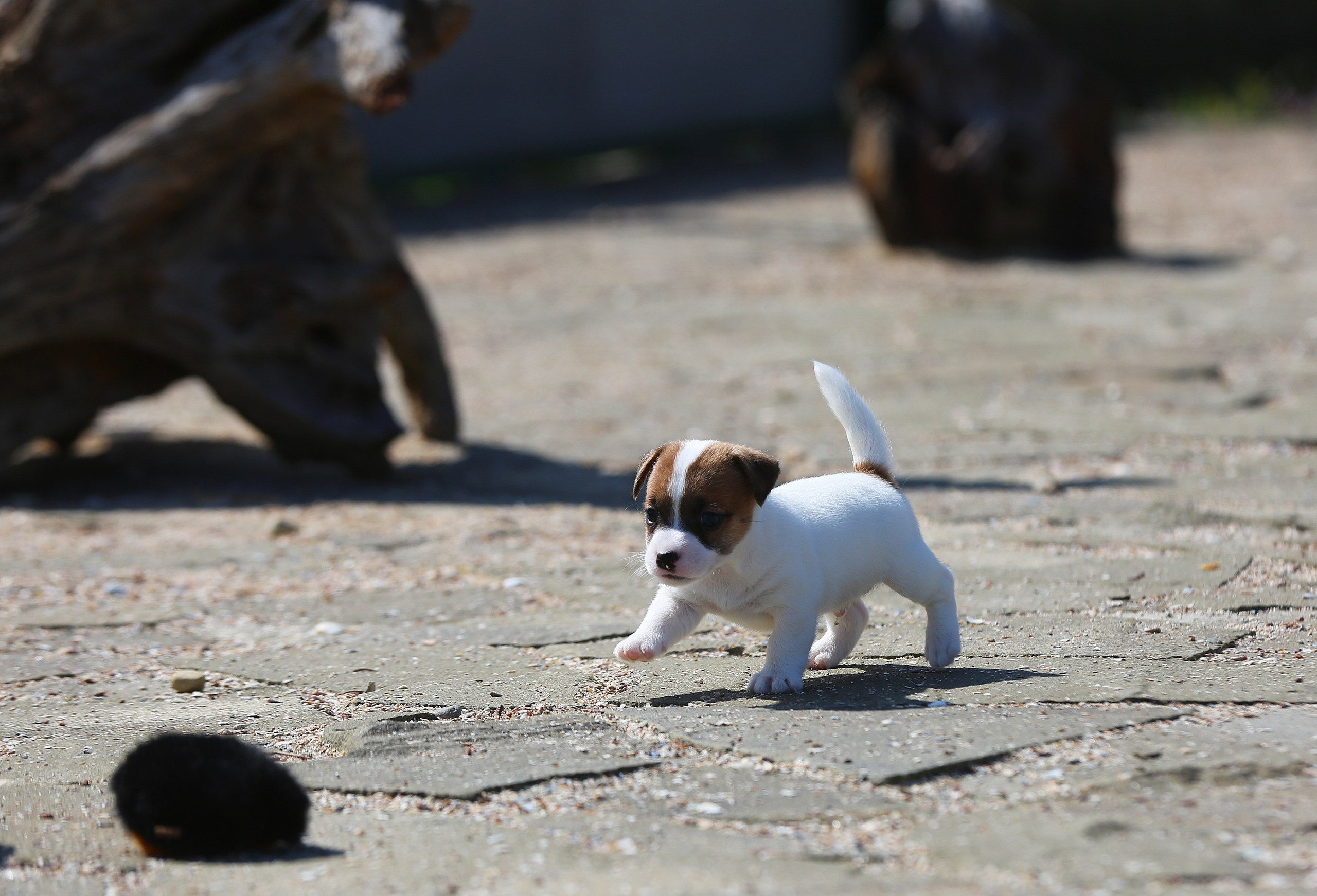 Общий альбом. Lovely-Orange питомник джек рассел терьеров