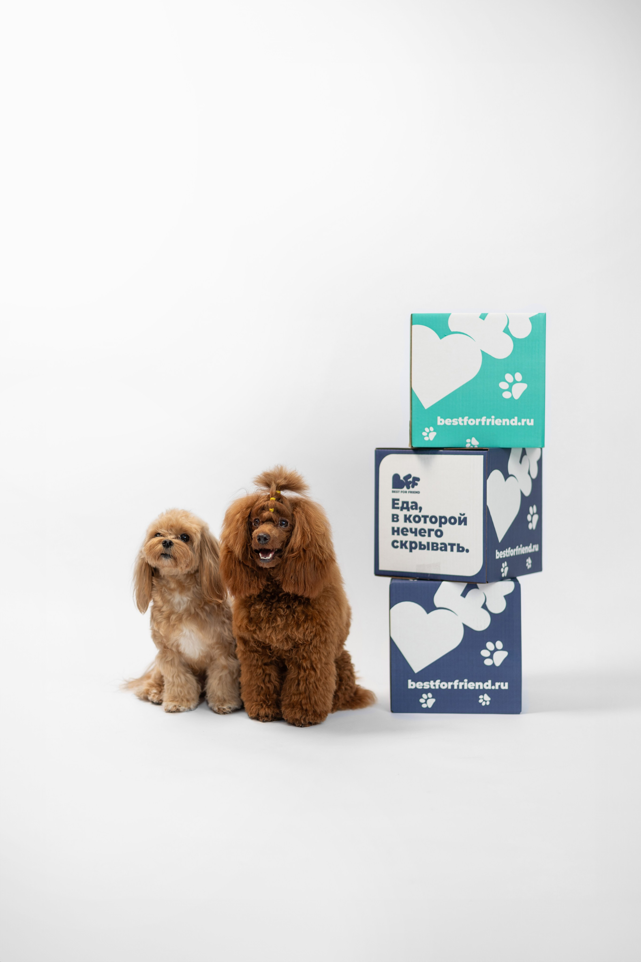 Best for friend (BFF). Фотограф анималист Кристина Карпова, Москва