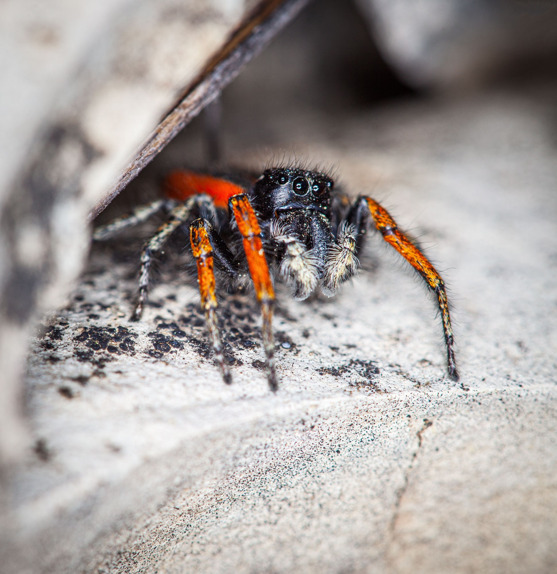 свадебный фотограф Геленджик
