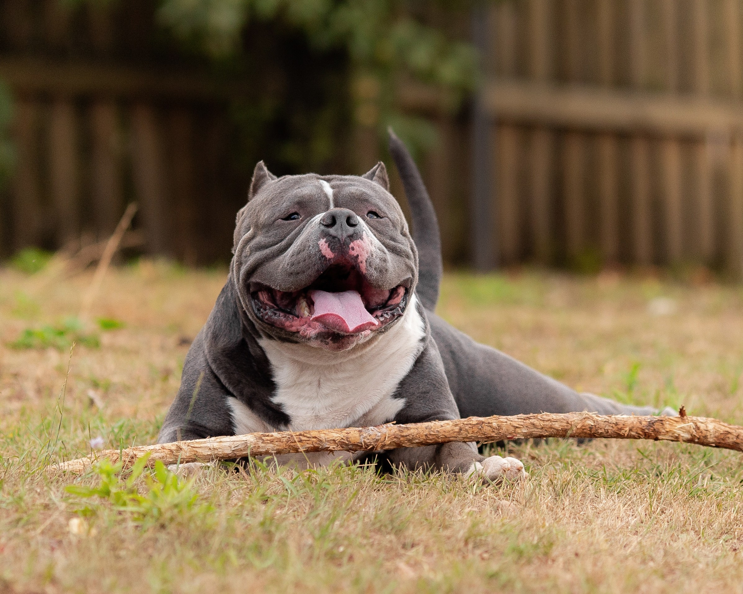 Наталья и булли. Фотограф Анималист в Перми Анастасия Остерман