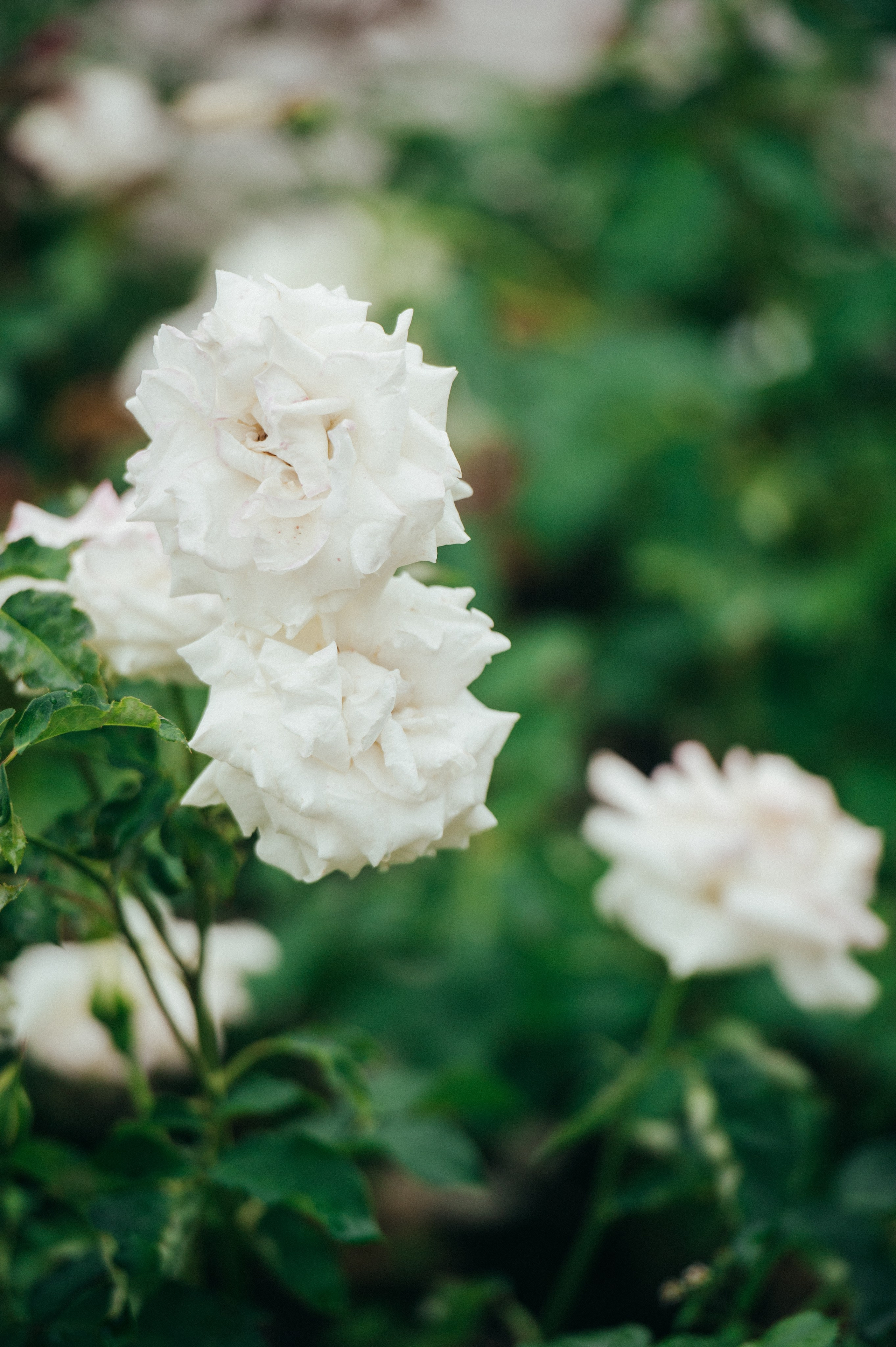 Елена и Герман. Свадьба в Москве. Семейный фотограф Анна Дубовская