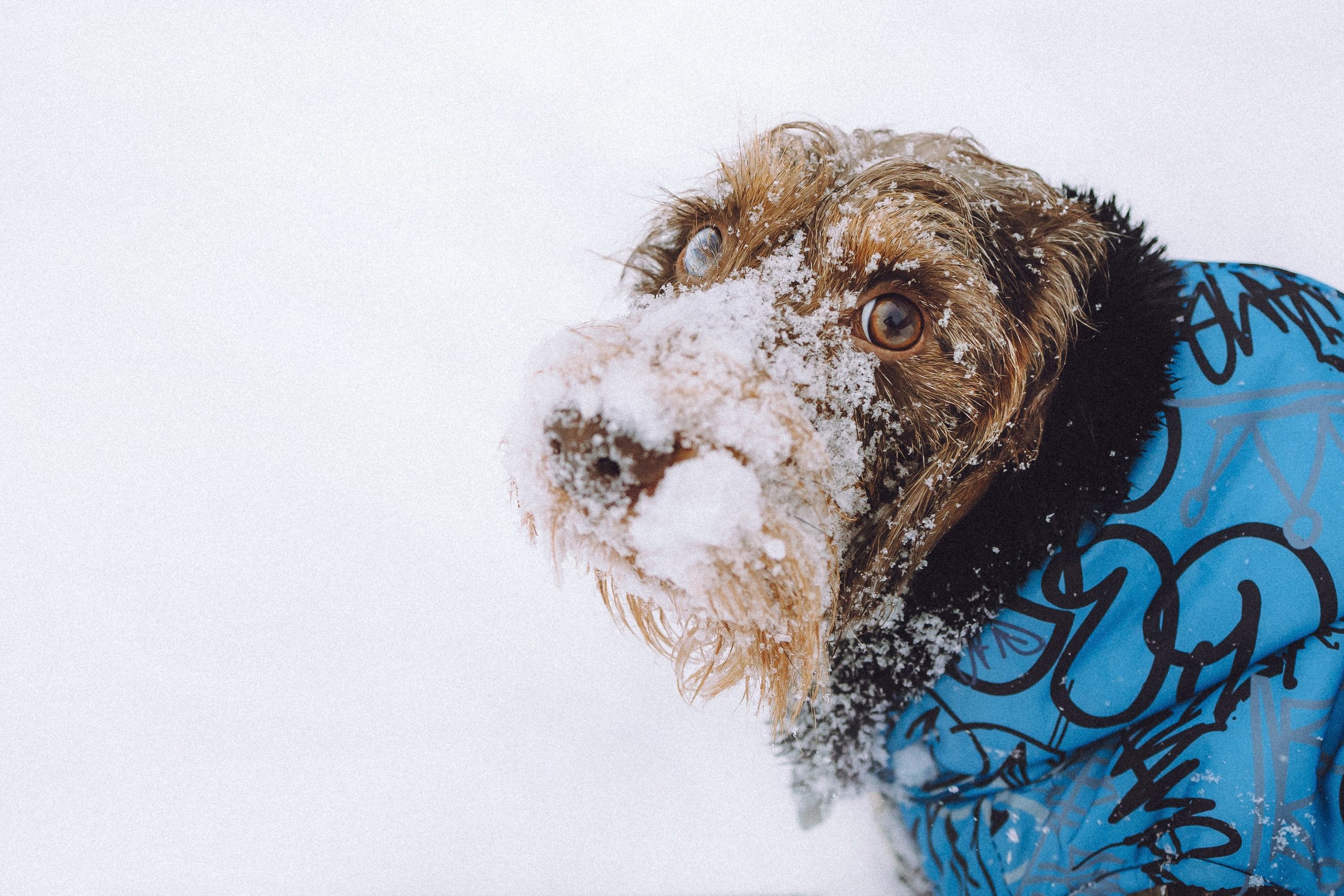 Каспер и его семья