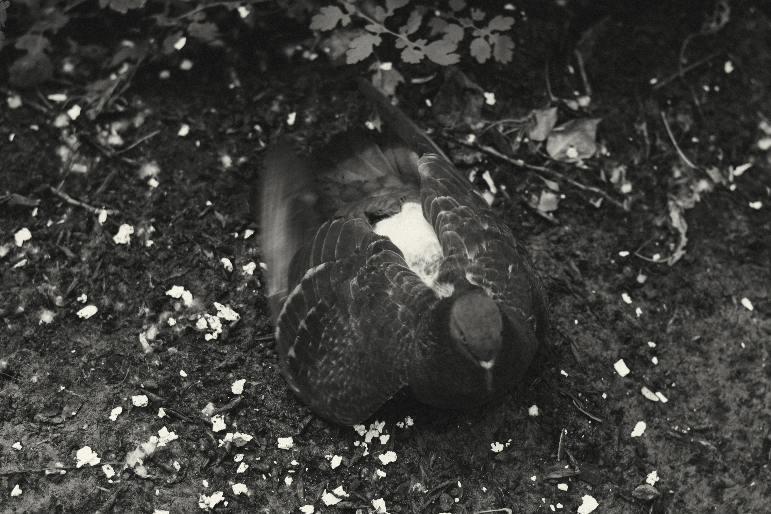 Alesya. Film Photographer in Da Nang, Vietnam — Tanya Parfenteva