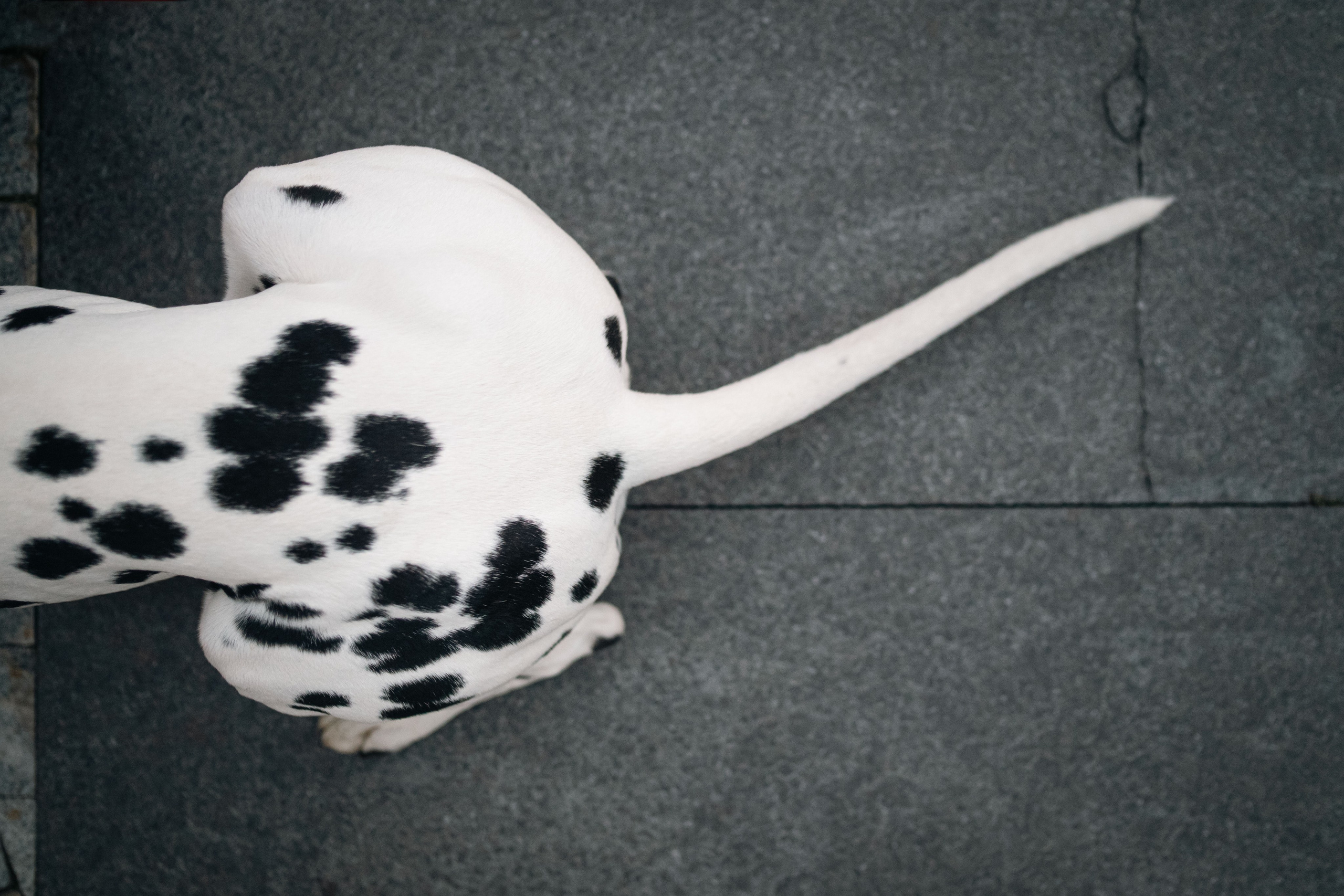 1 Далматин. Фотограф анималист