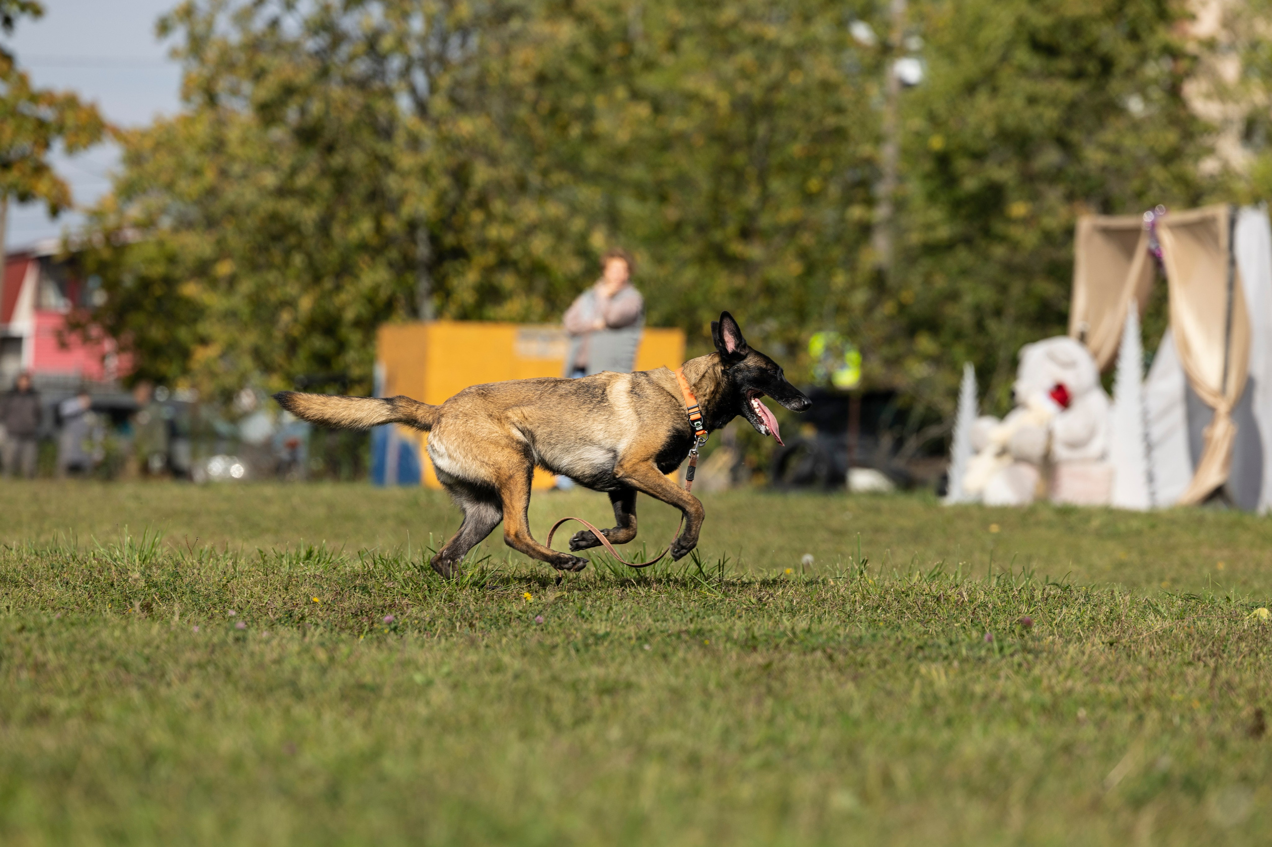 Испытания по Мондьорингу г. Пушкин. Фотограф-анималист Анна Маринич