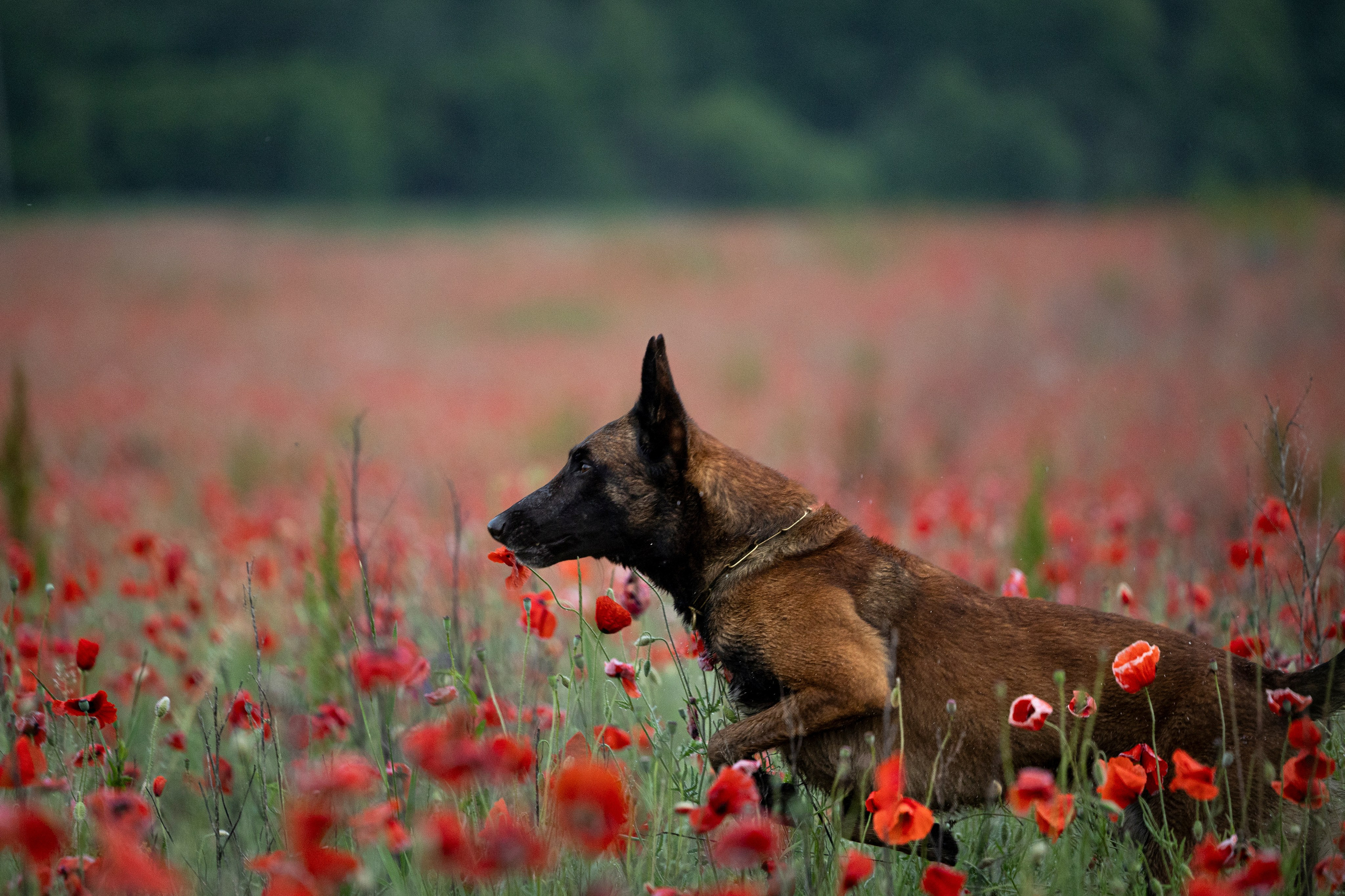 Маковое поле. Фотограф-анималист Анна Маринич