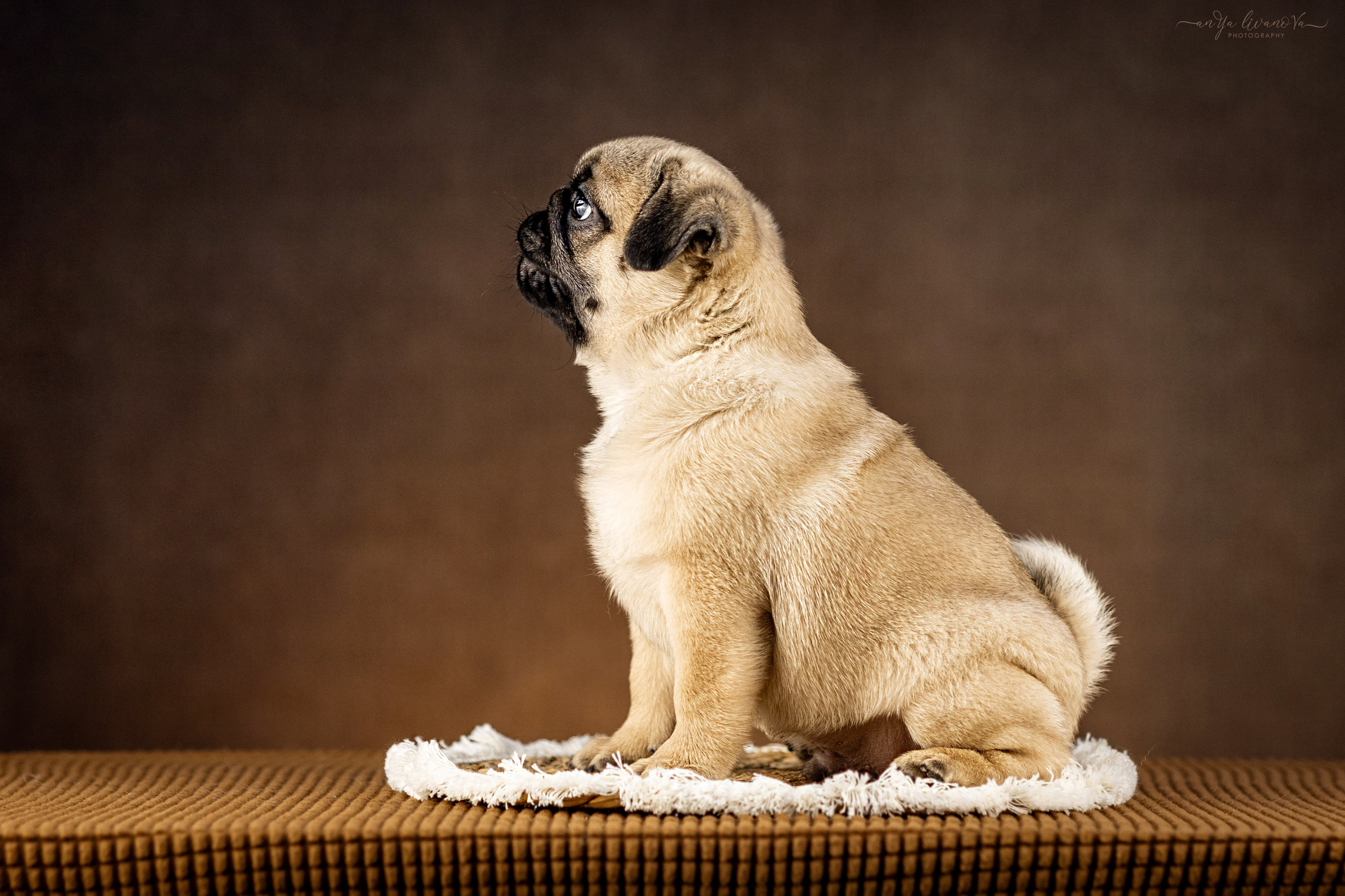 Мопсик. Фотограф анималист Аня Ливанова | Рыбинск