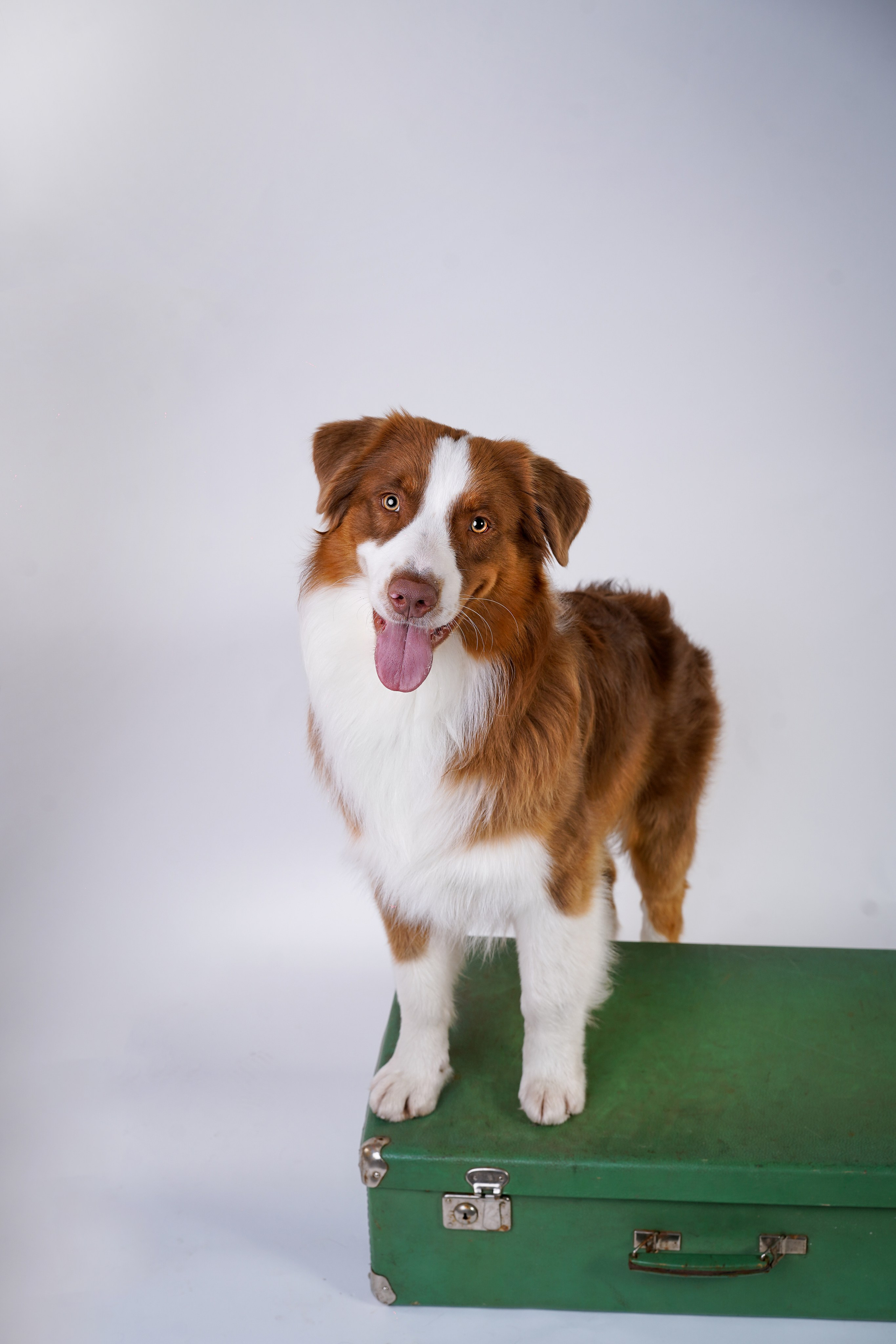 Ксюша, сиба Тэффи и австралийцы Арчи и Нэо. Фотограф-анималист в Санкт-Петербурге Яна Мартынова