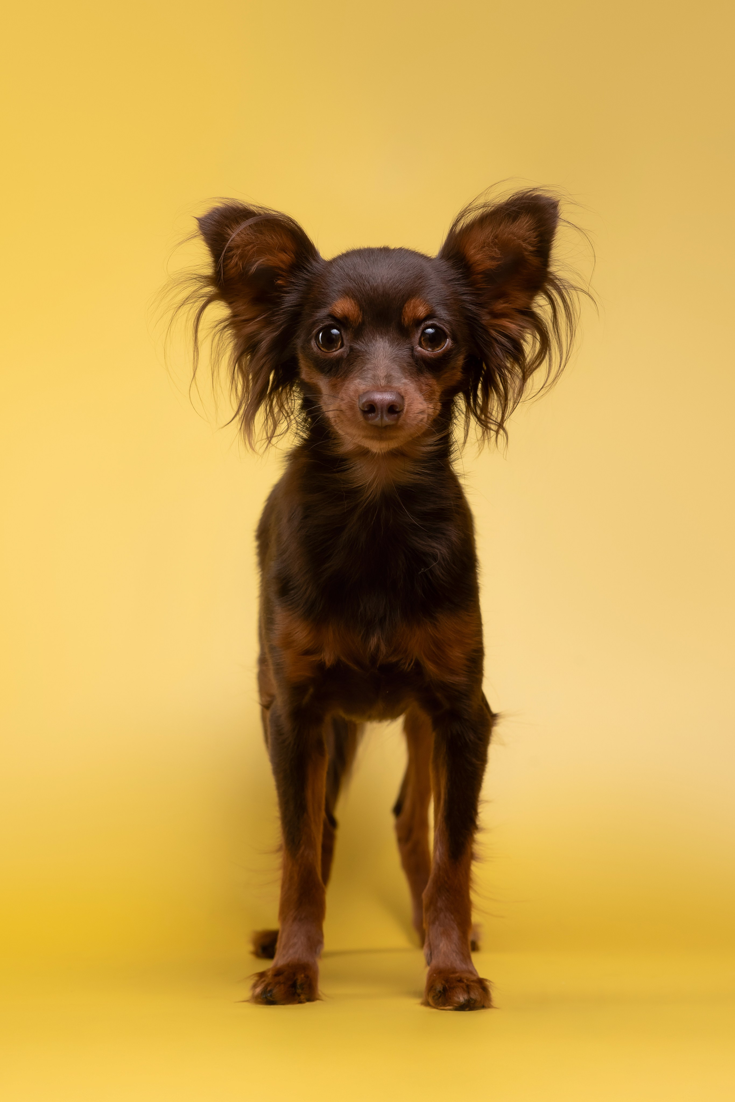 Пражские крысарики — 02.04.2025. Фотограф — Анималист | Анна Абрамова