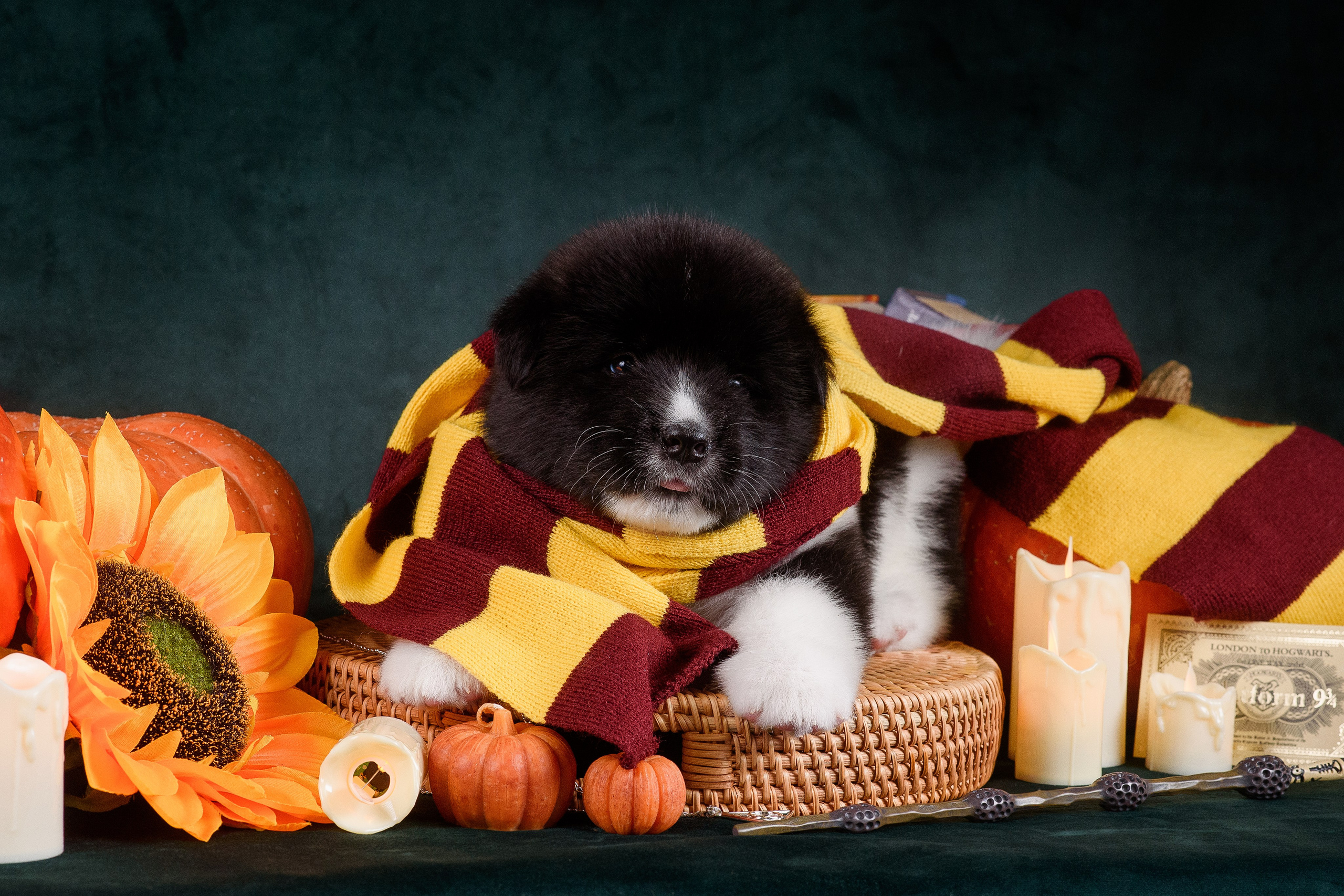 Щенки Американской Акиты — 04.11.2024. Фотограф — Анималист | Анна Абрамова